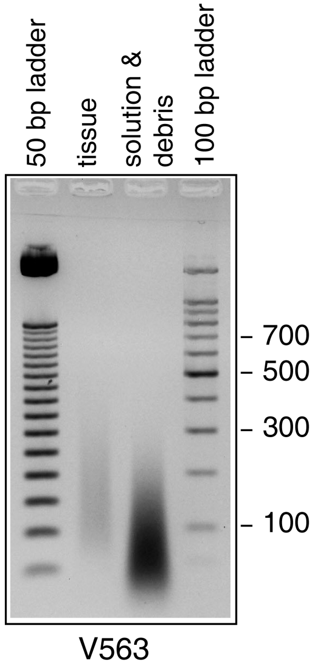 Viruses 09 00200 g003