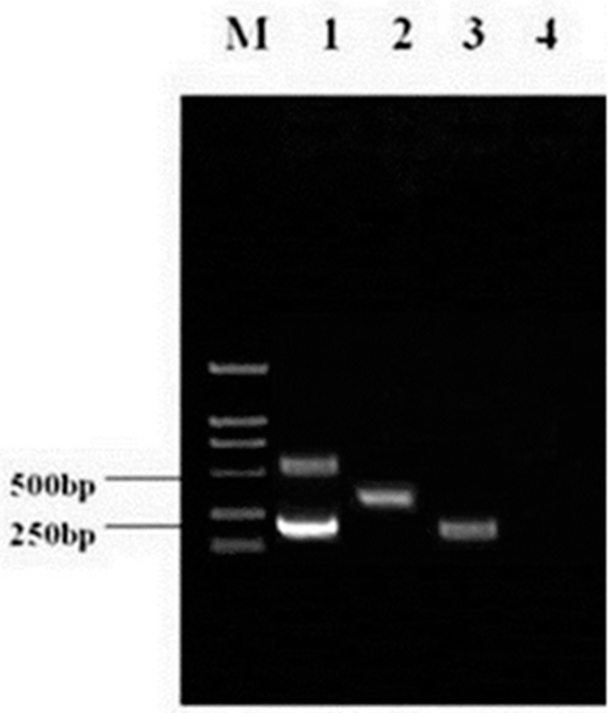 Viruses 09 00205 g001