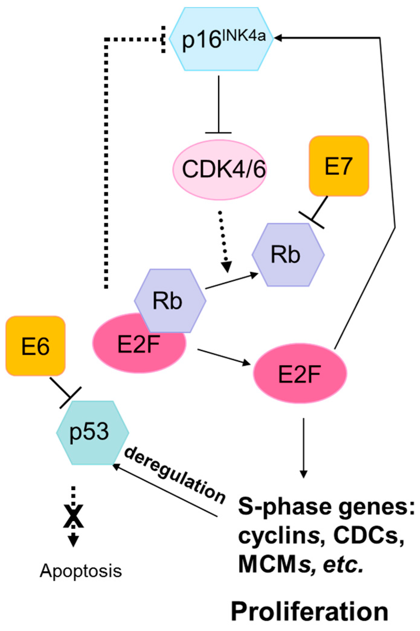 Human papillomavirus oncoproteins pathways to transformation