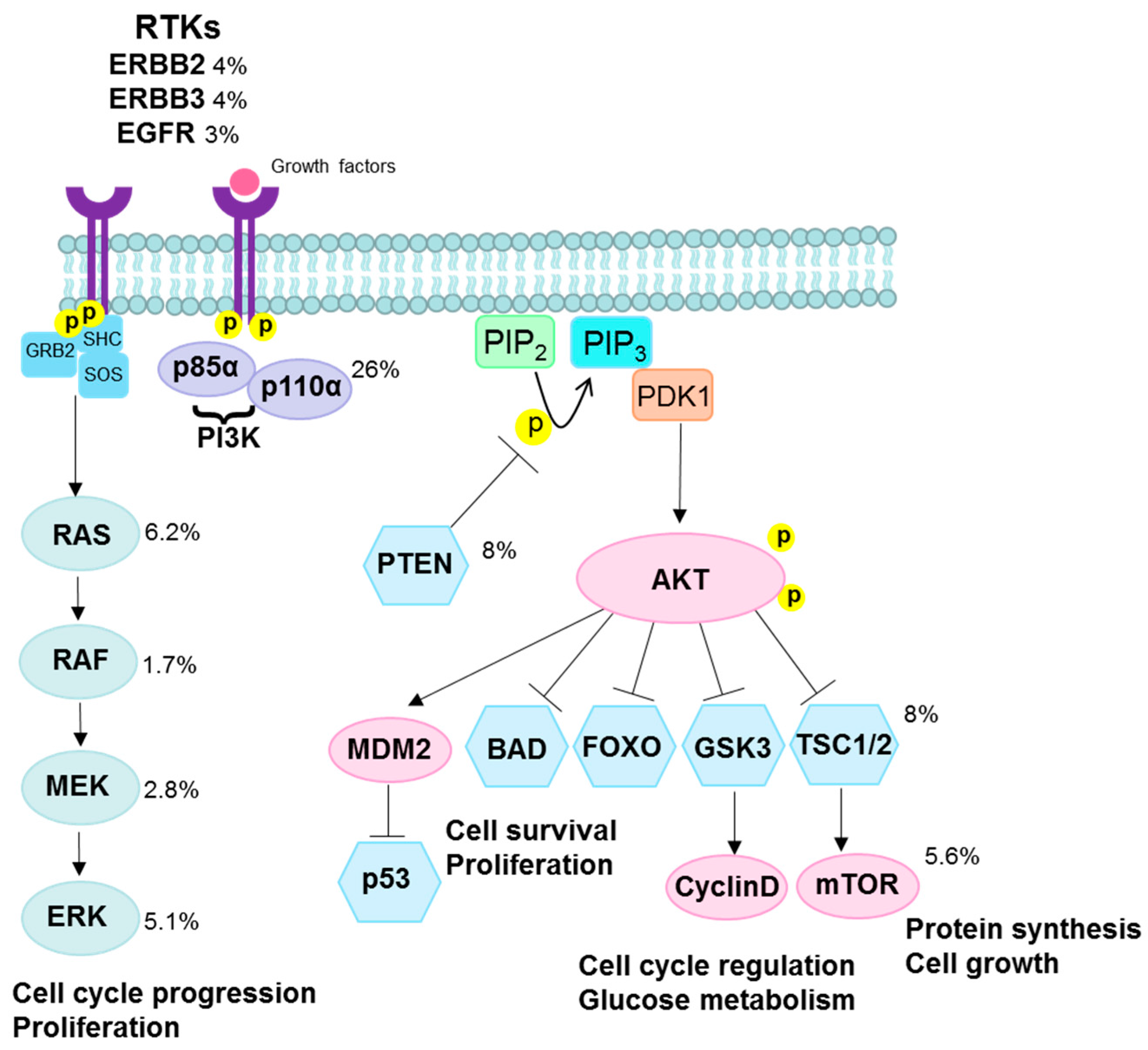 Viruses 09 00206 g004