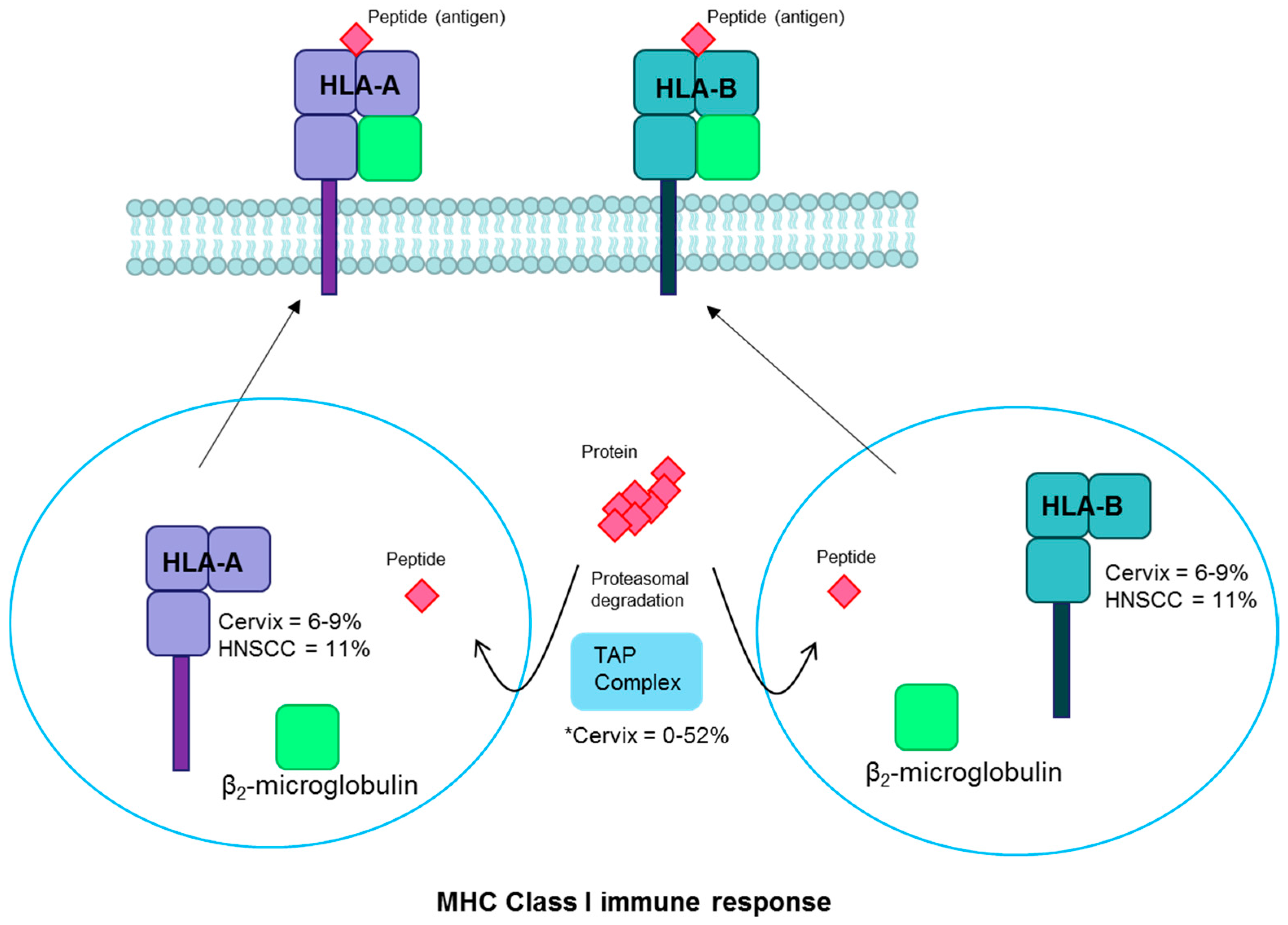 Viruses 09 00206 g005
