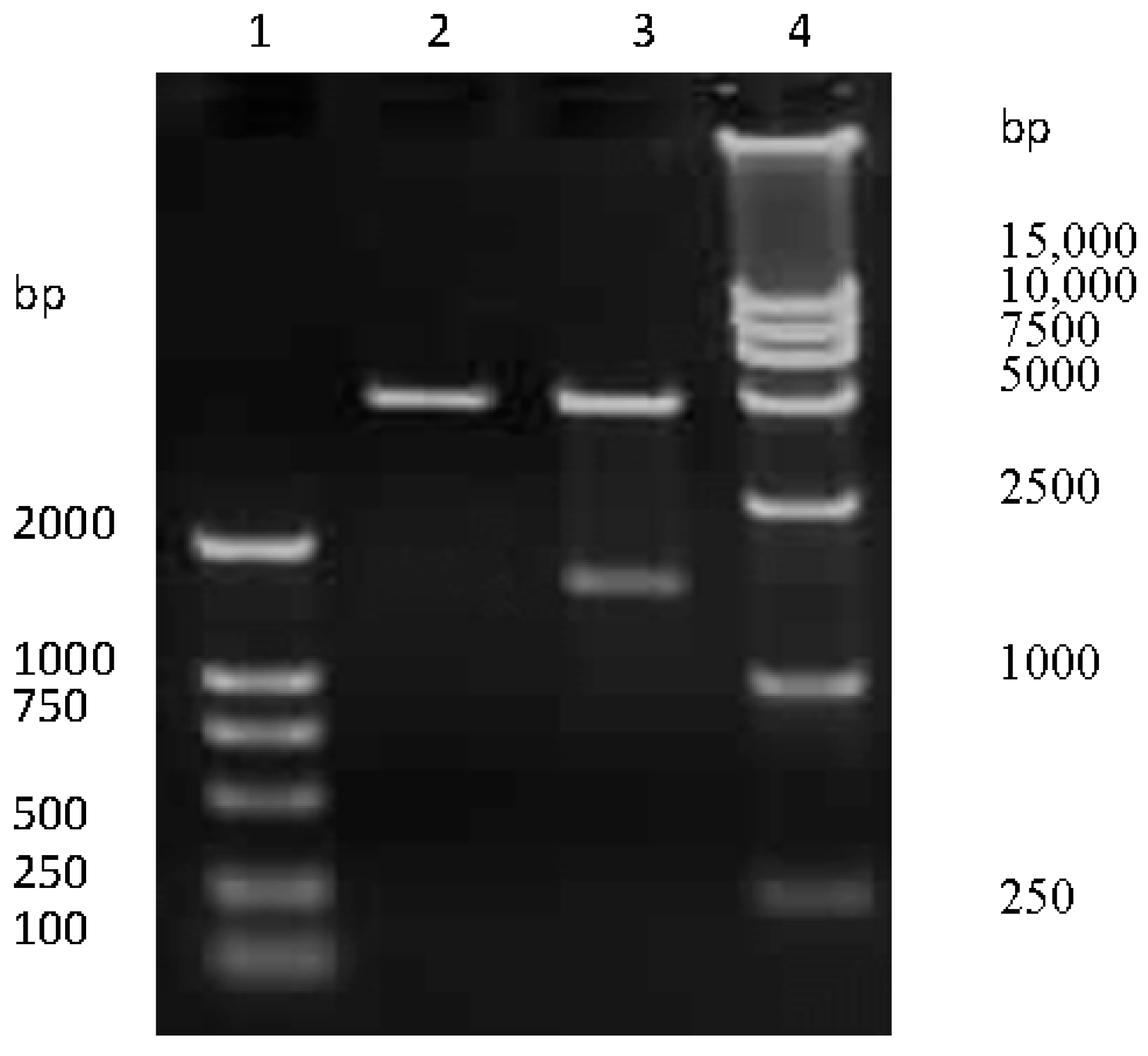 Viruses 09 00209 g001 550