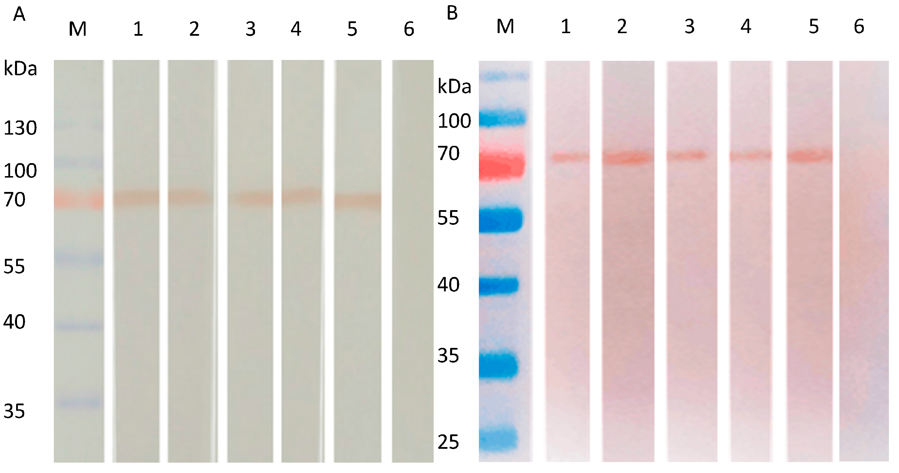 Viruses 09 00209 g004 550