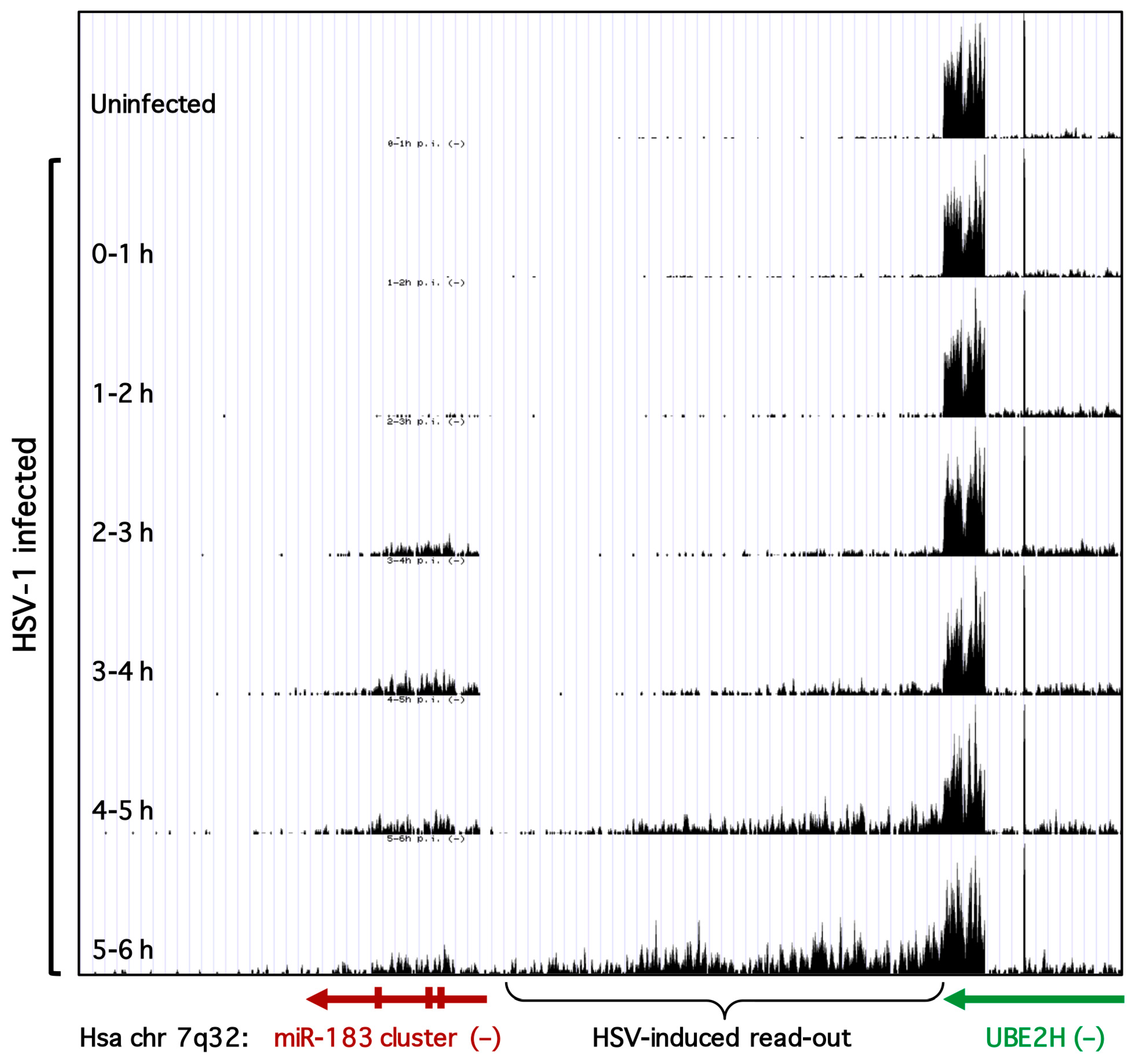 Viruses 09 00210 g003 Viruses 09 00210 g003