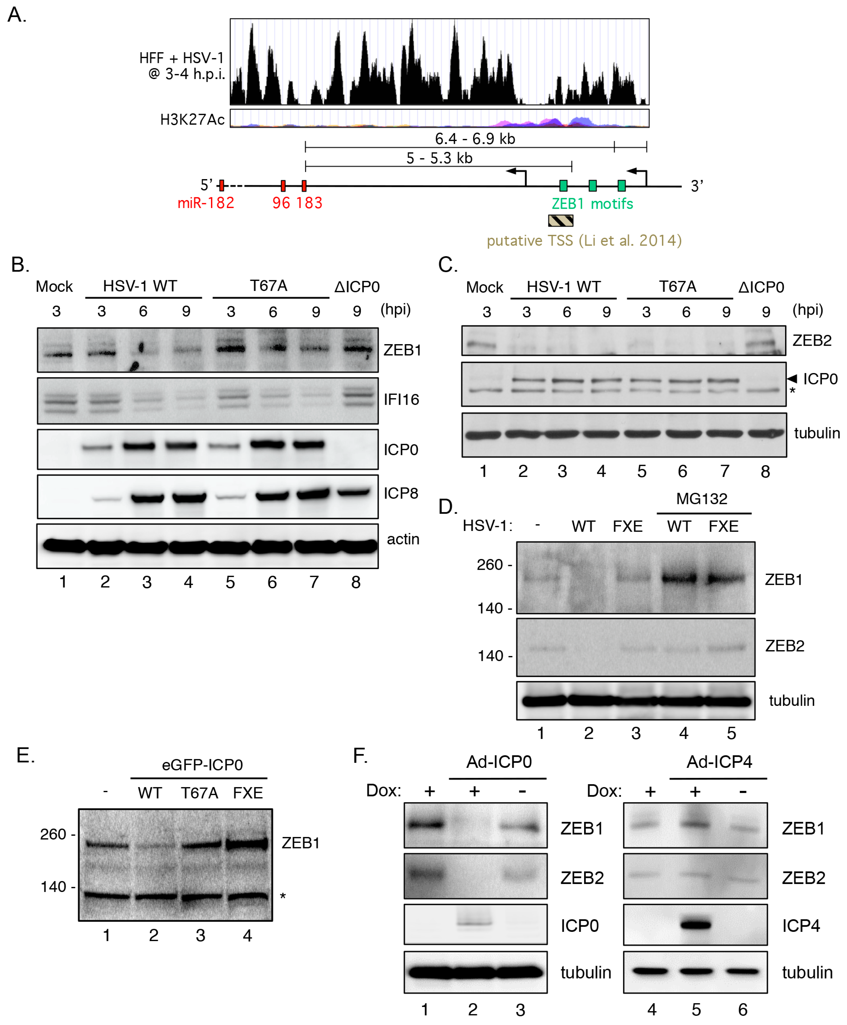 Viruses 09 00210 g007 Viruses 09 00210 g007