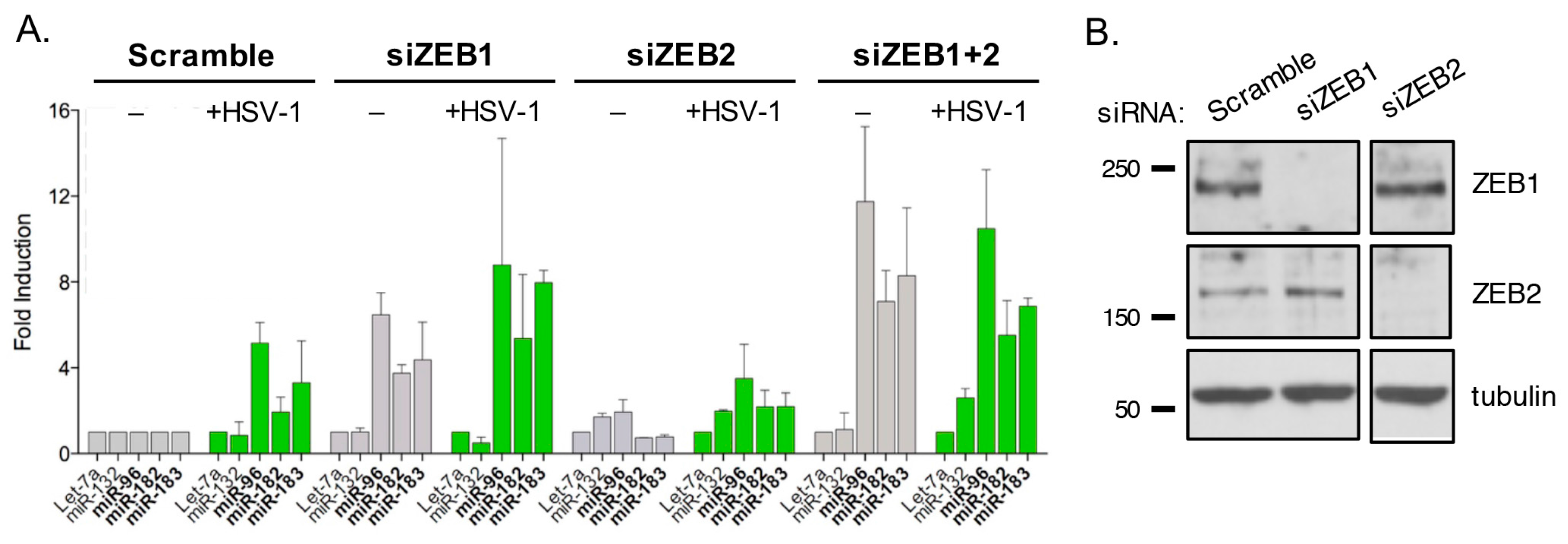 Viruses 09 00210 g008 Viruses 09 00210 g008