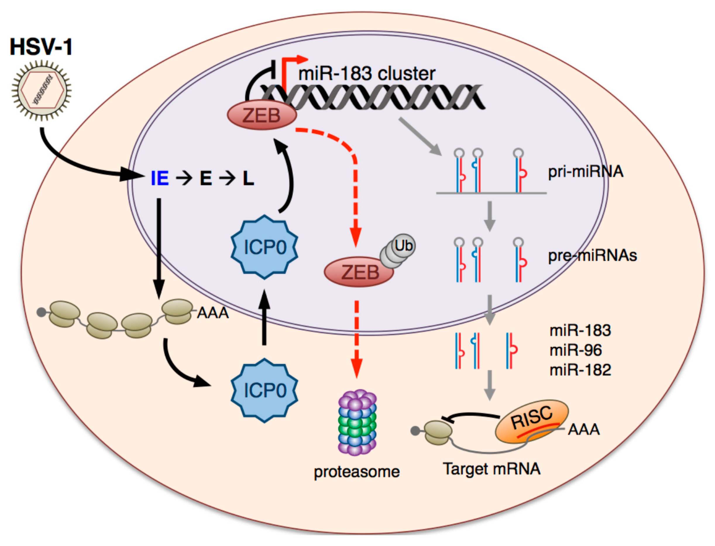 Viruses 09 00210 g009 Viruses 09 00210 g009