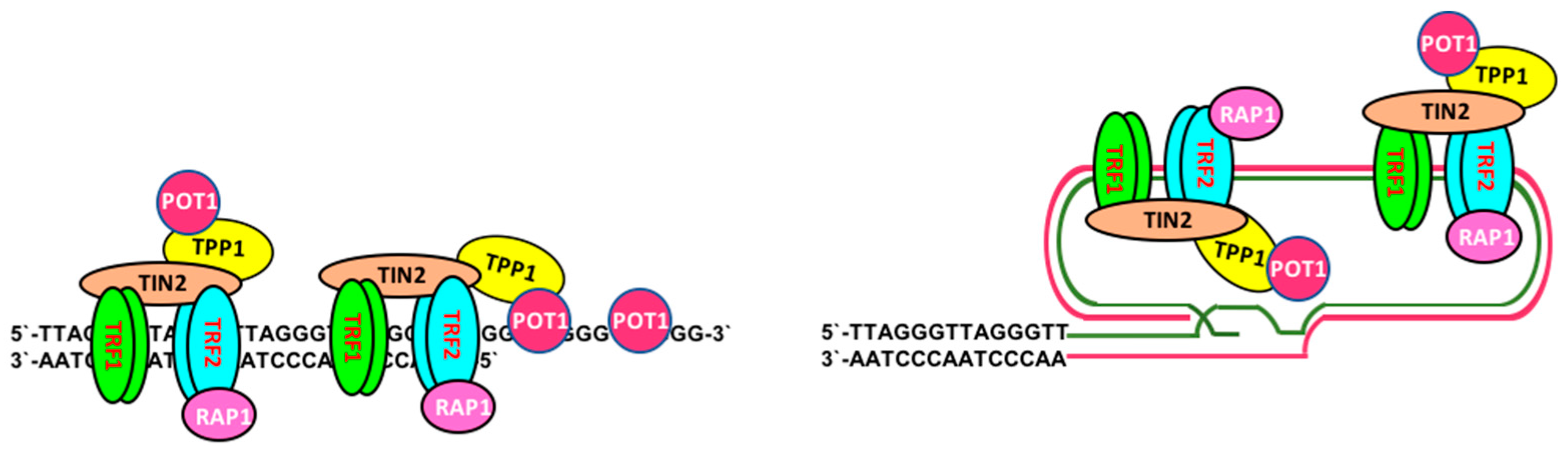 Viruses 09 00217 g001