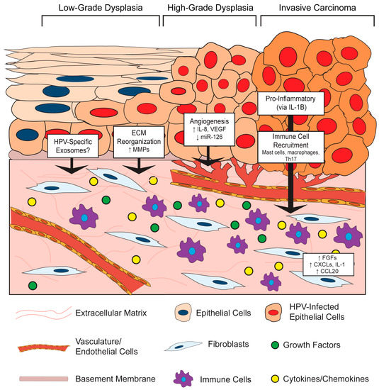 Viruses | Special Issue : Expert Views on HPV Infection