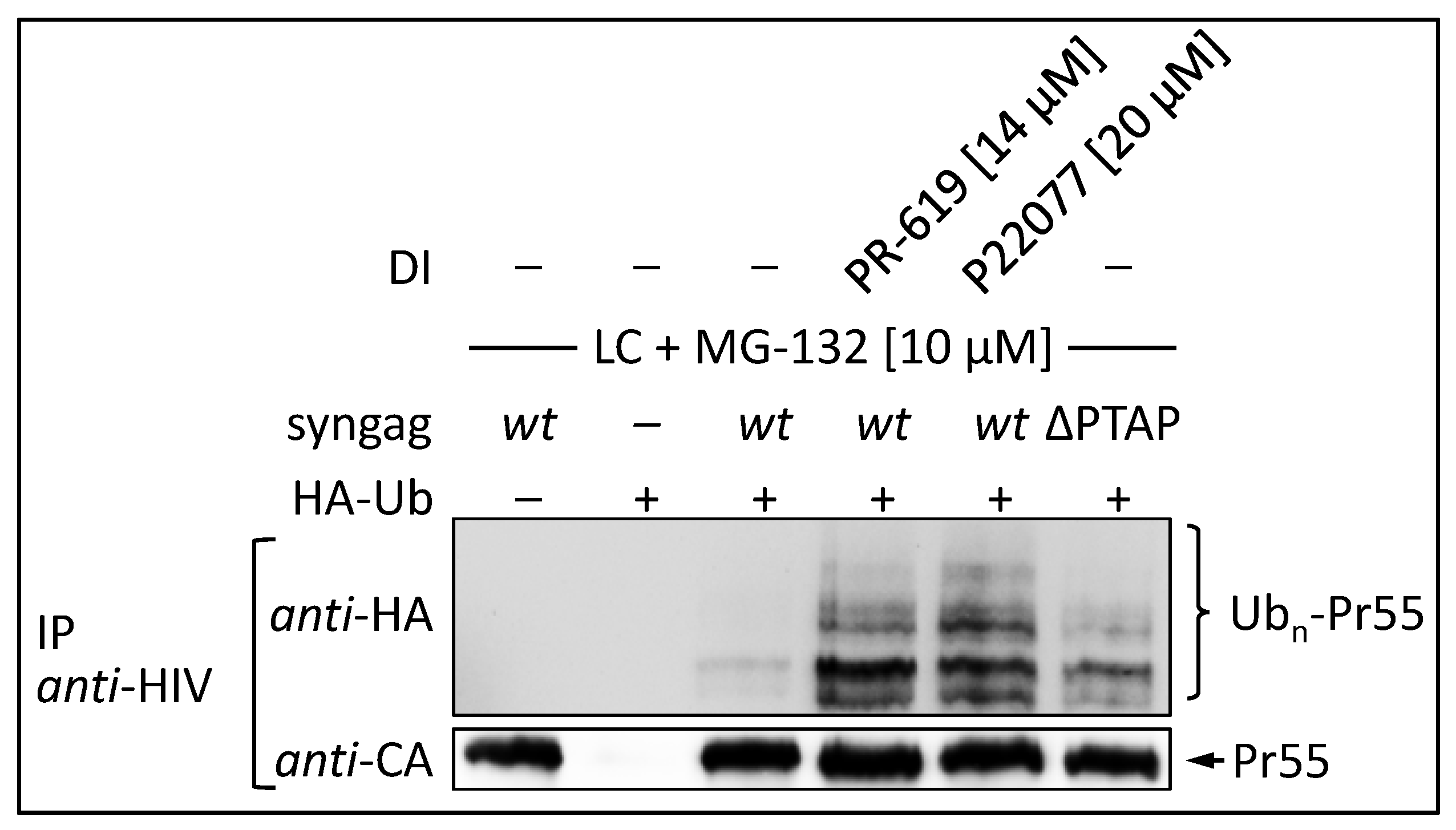 Viruses 09 00222 g008 Viruses 09 00222 g008