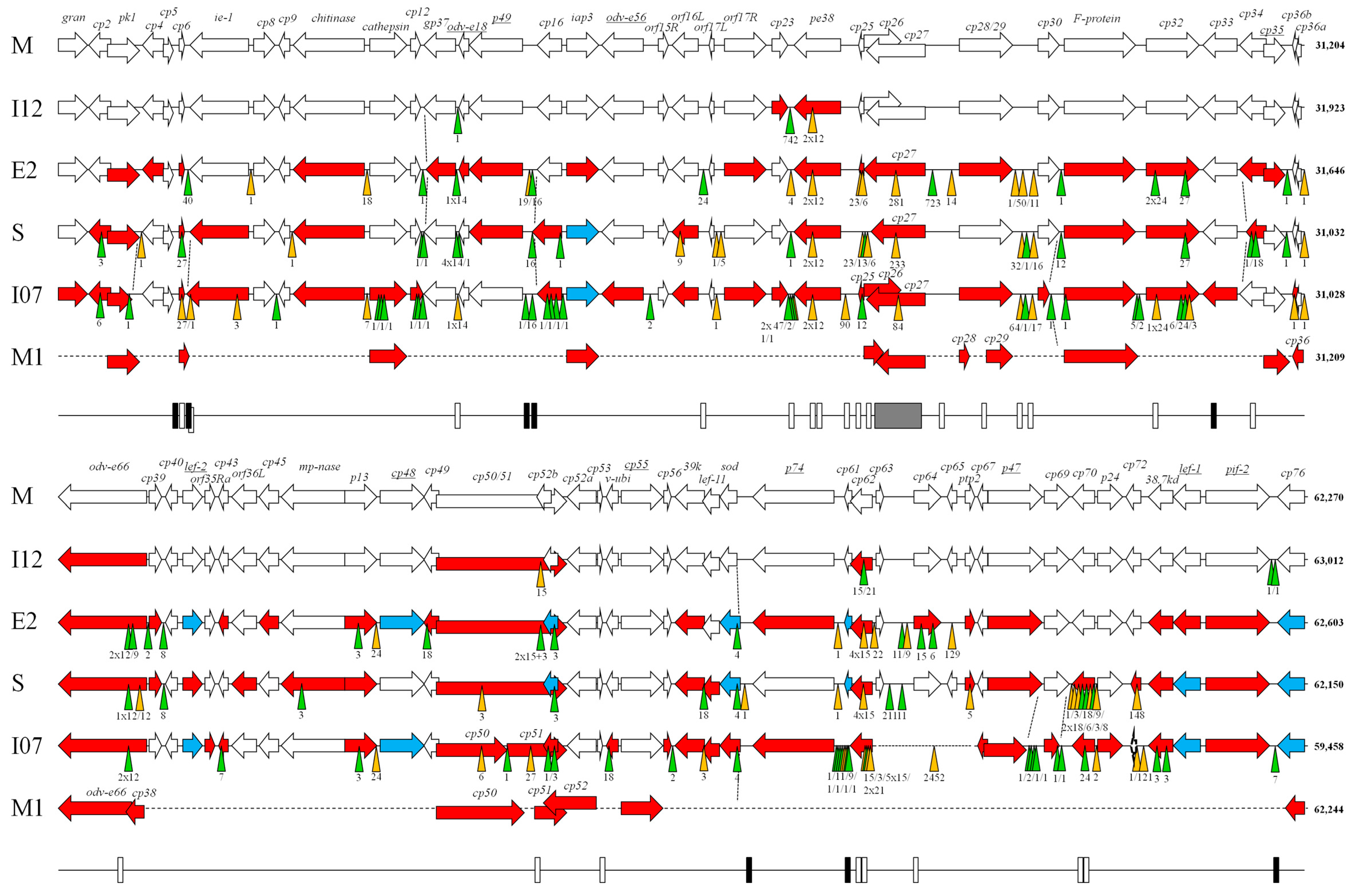 Viruses 09 00227 g001a