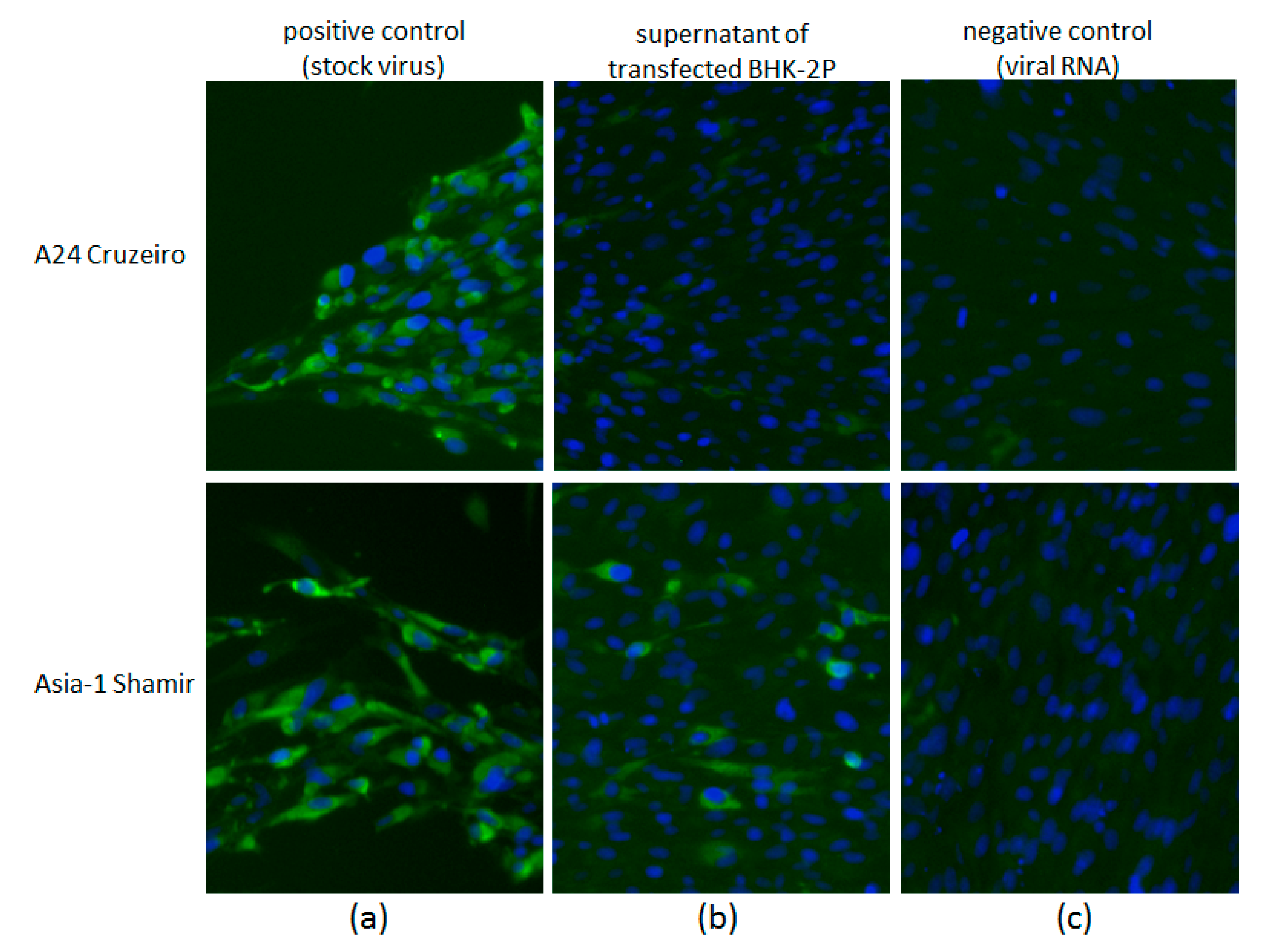 Viruses 09 00231 g004