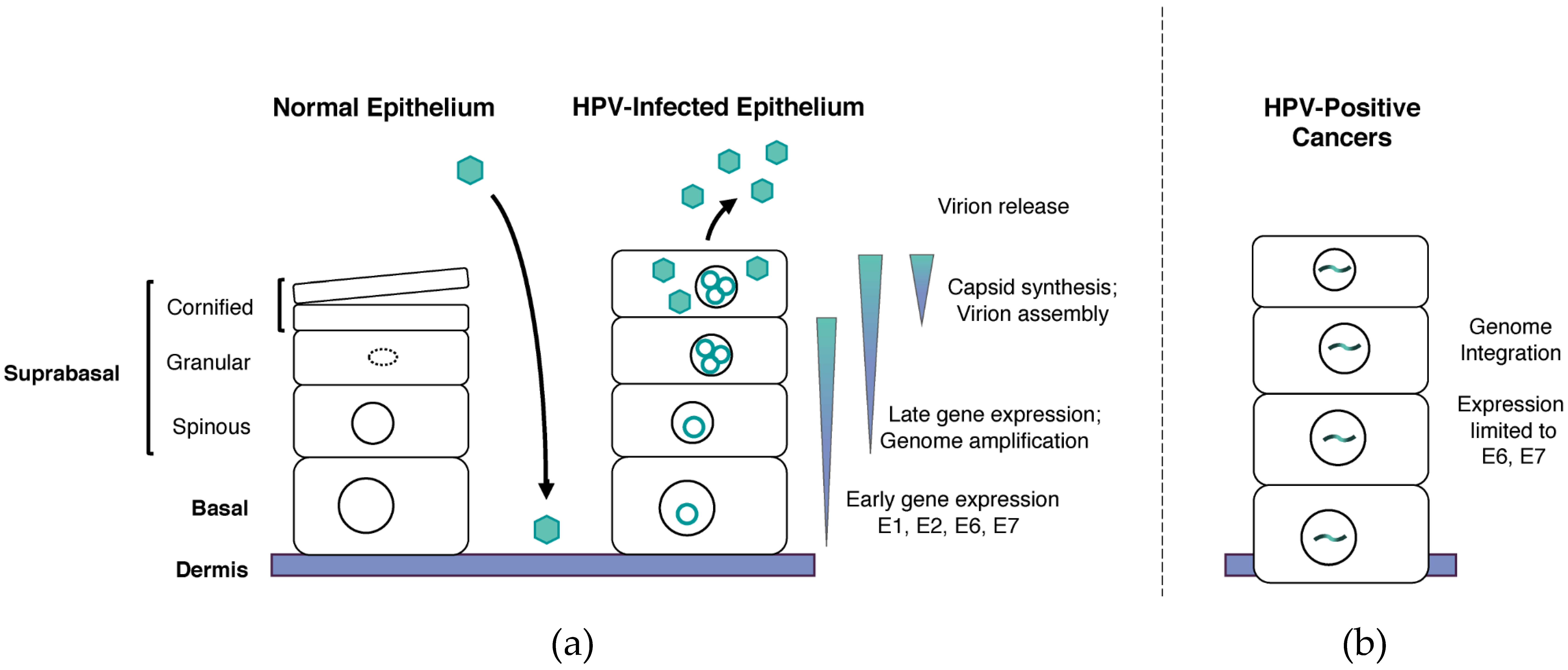 Viruses 09 00232 g001