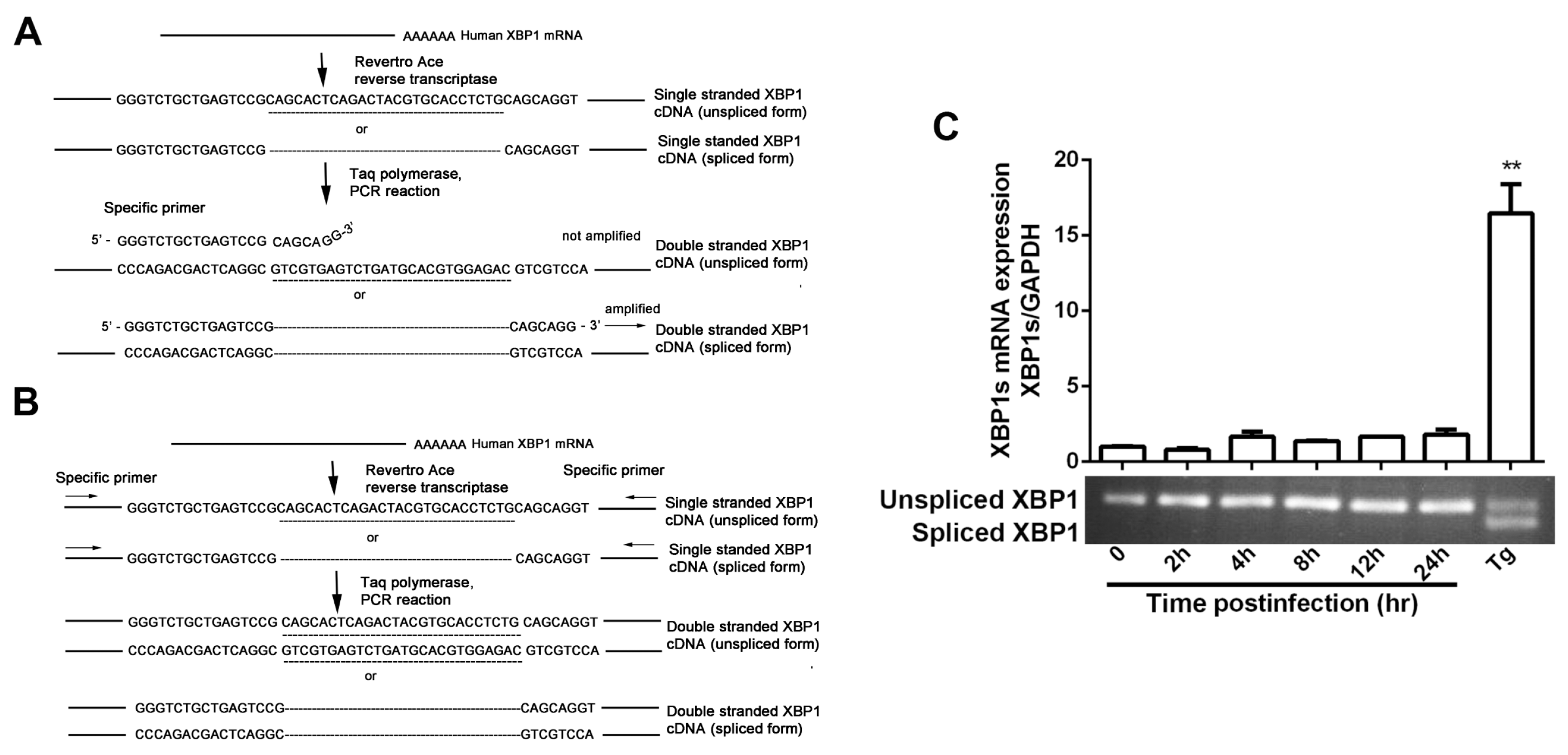 Viruses 09 00235 g002a