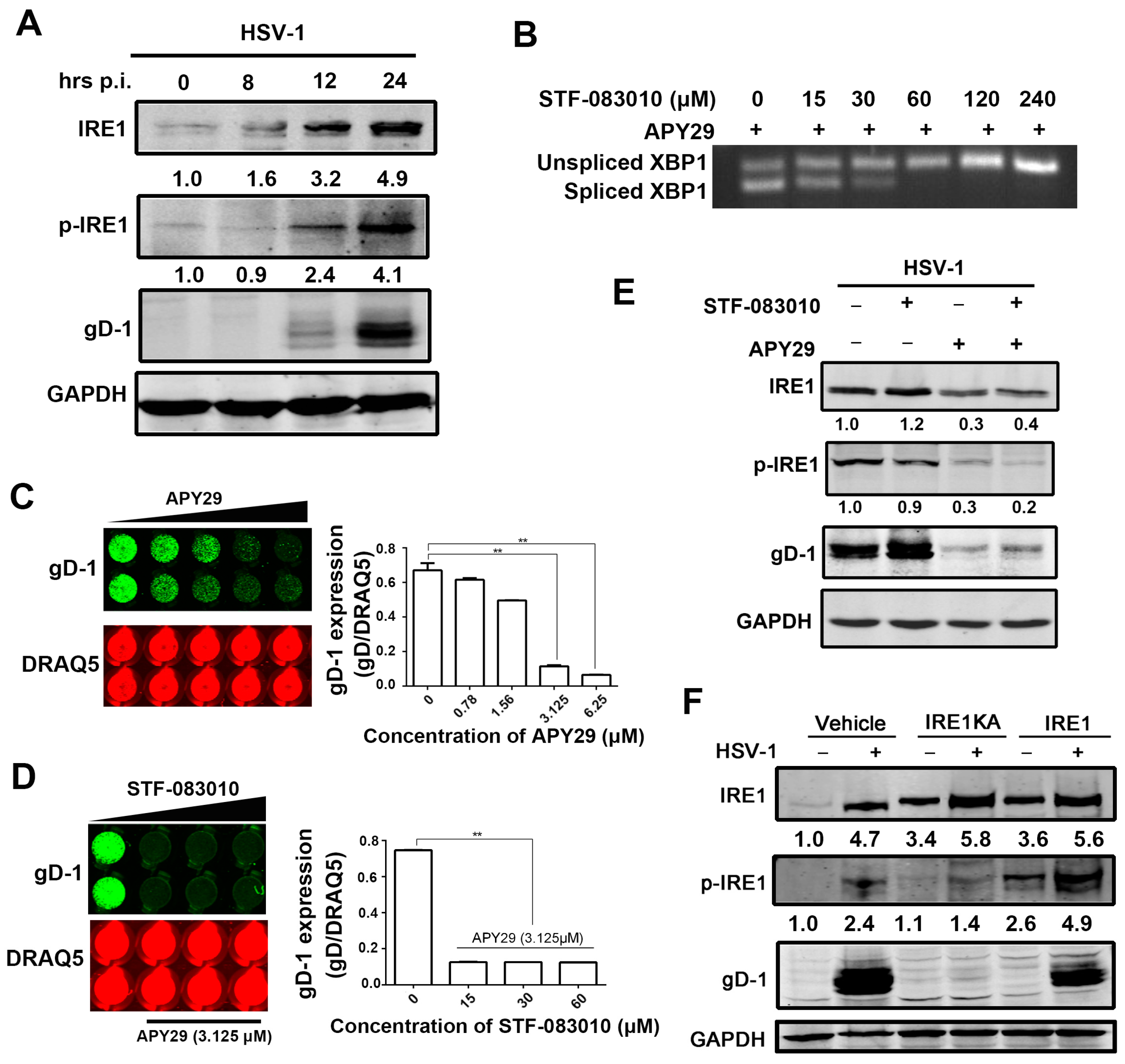 Viruses 09 00235 g003
