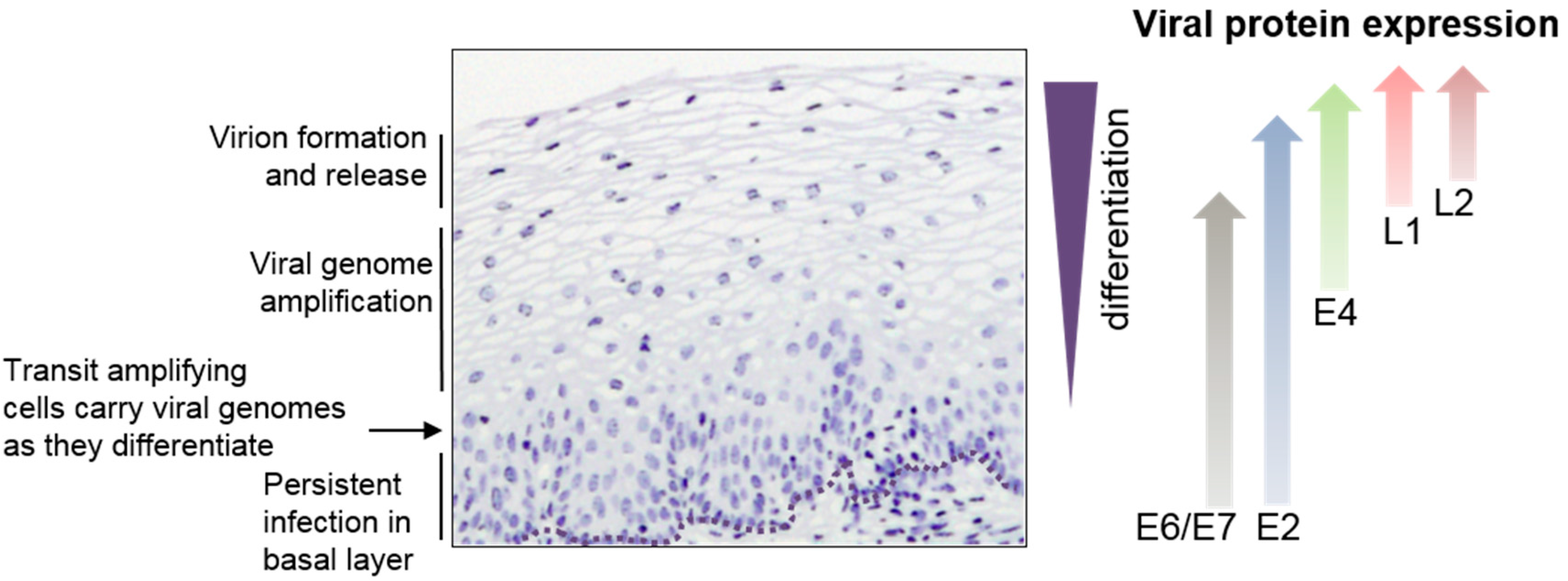 Viruses 09 00245 g001
