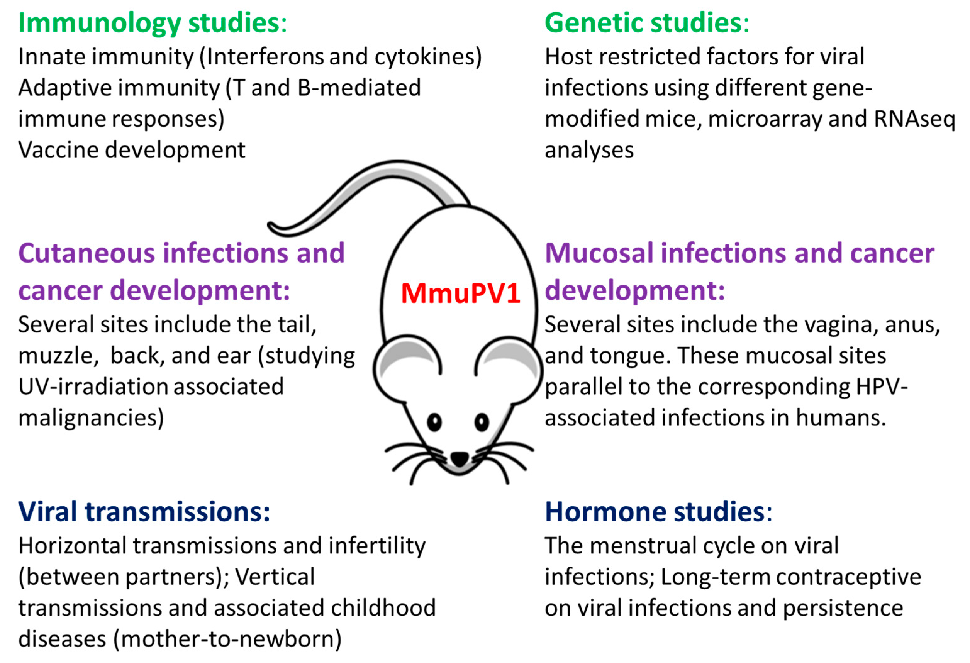 mouse papillomavirus infection model)
