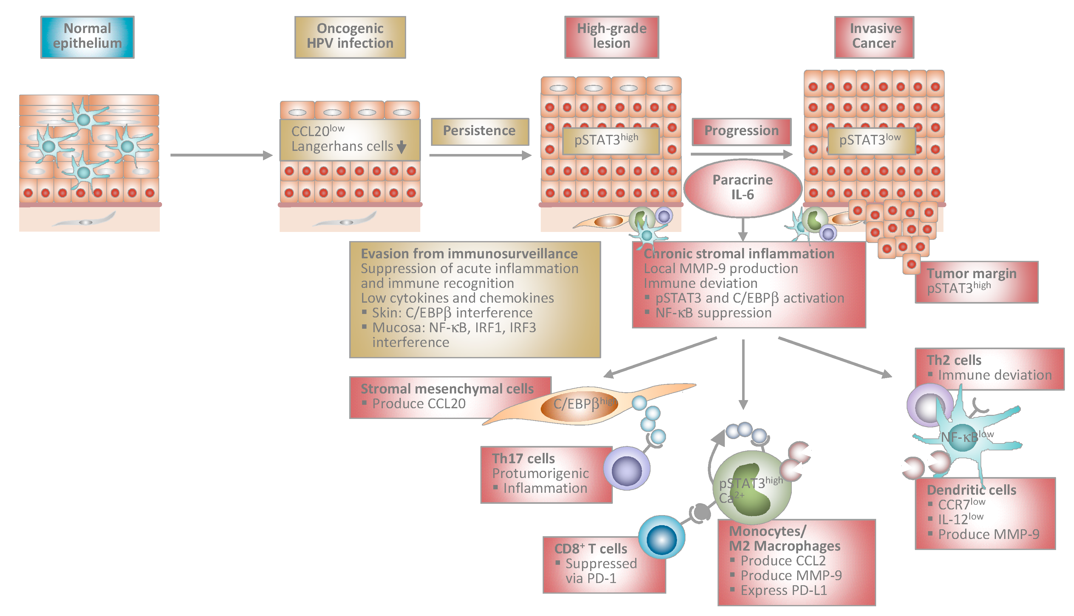 hpv causes inflammation)