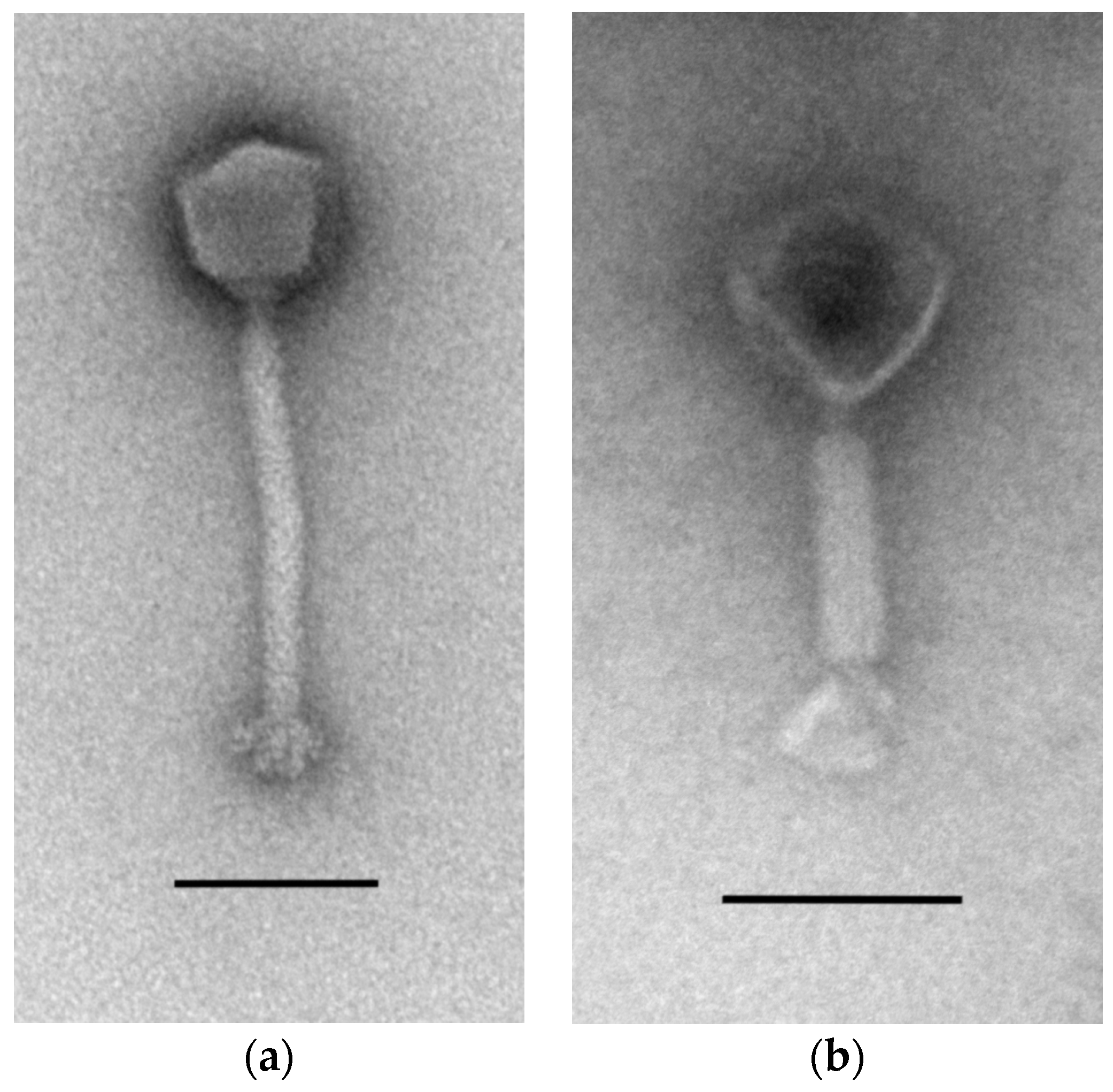 Viruses 09 00258 g001