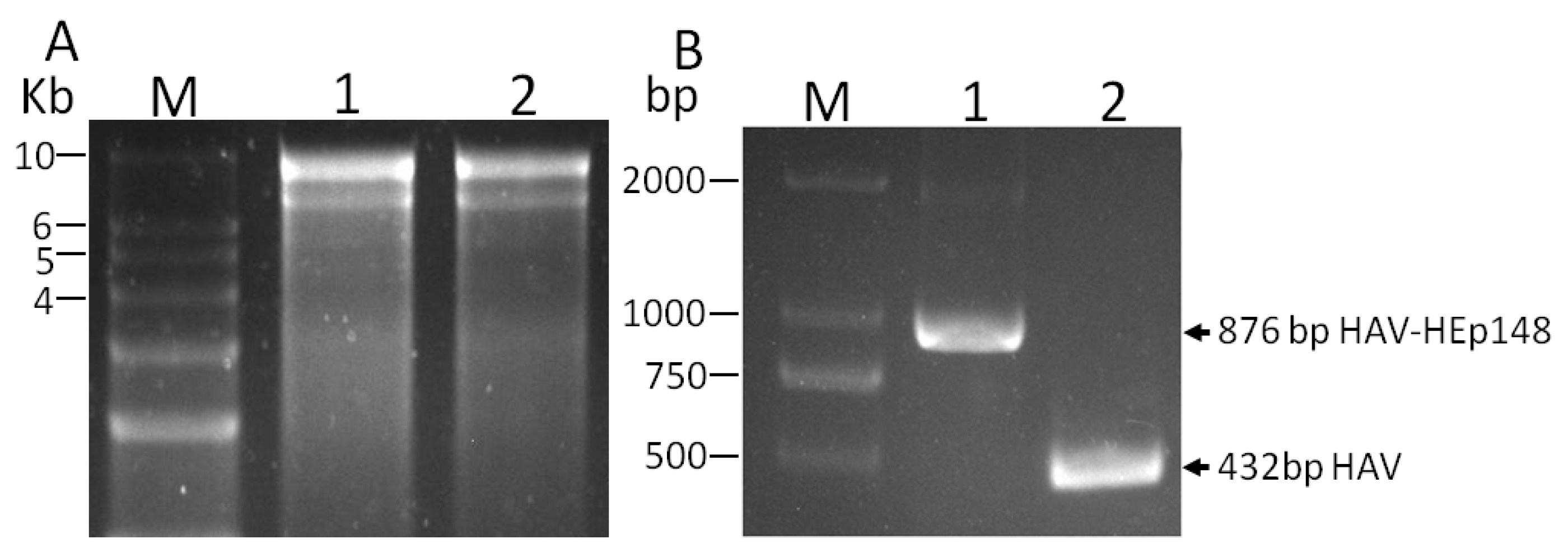 Viruses 09 00260 g002 550