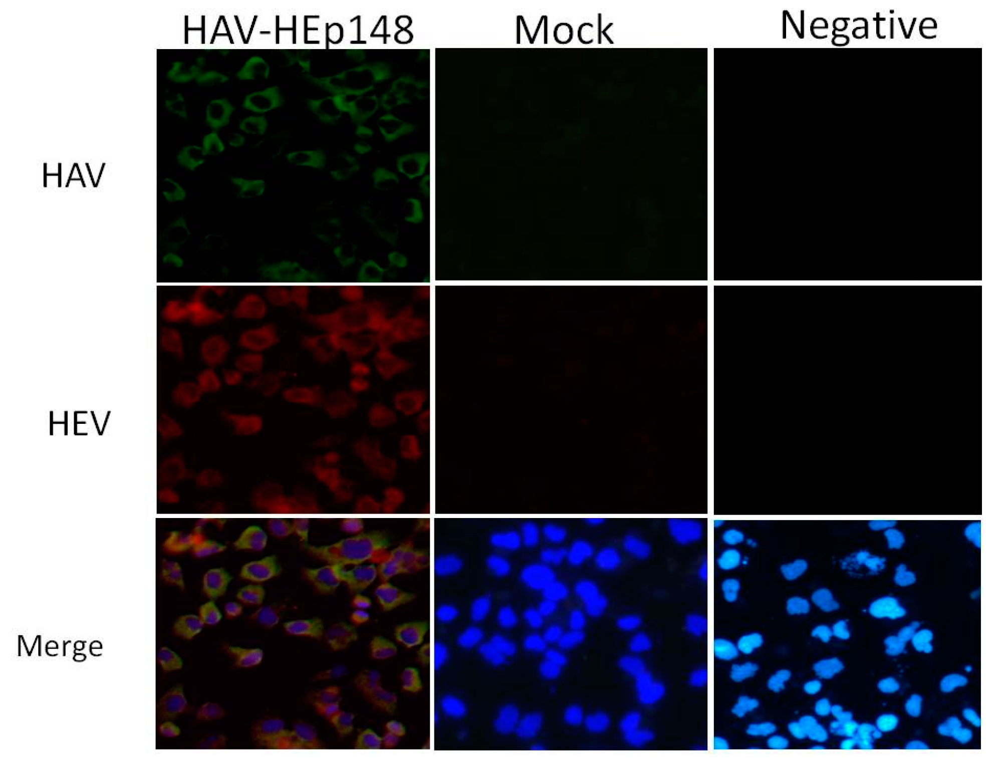 Viruses 09 00260 g003 550