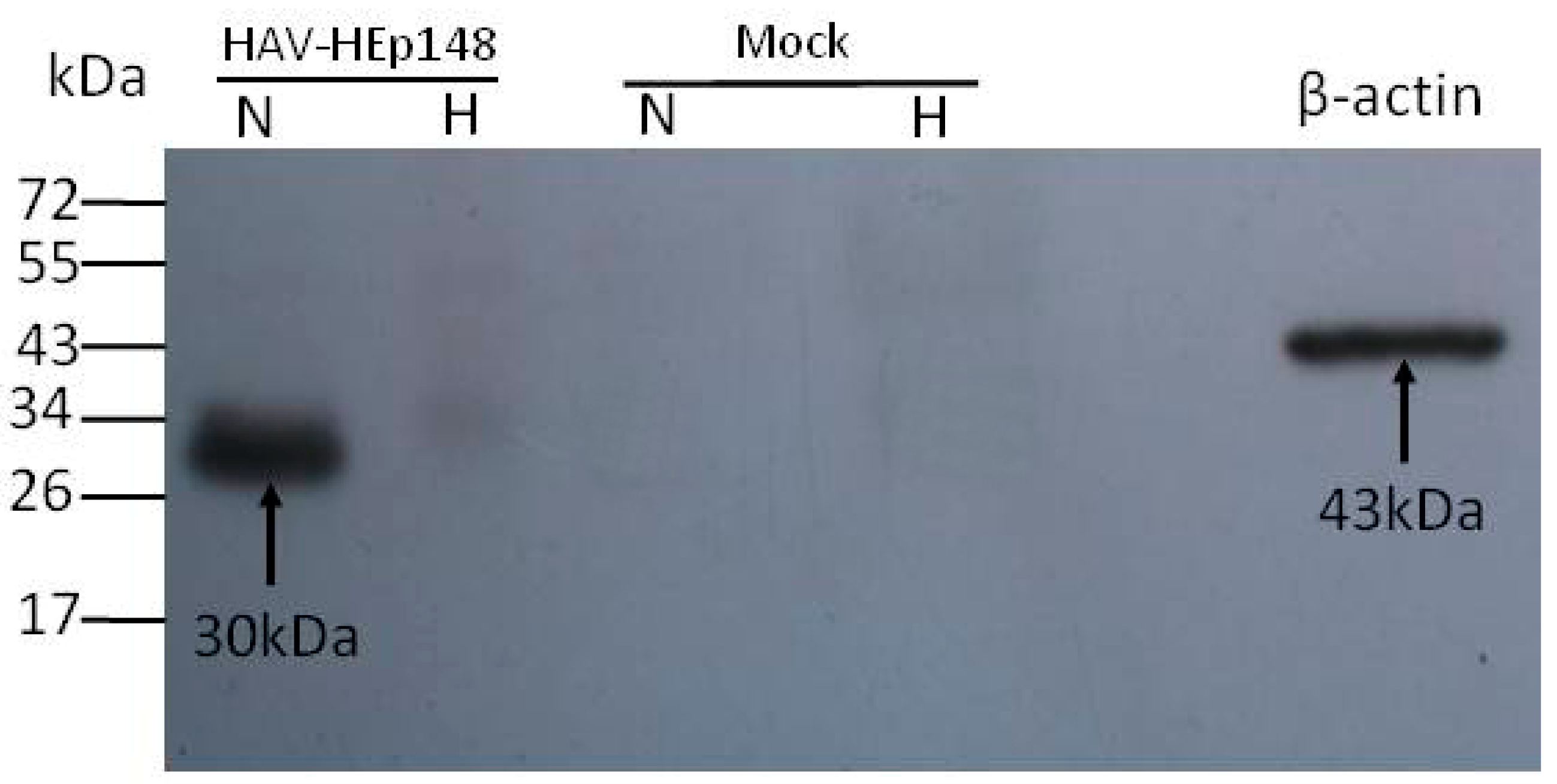 Viruses 09 00260 g004 550