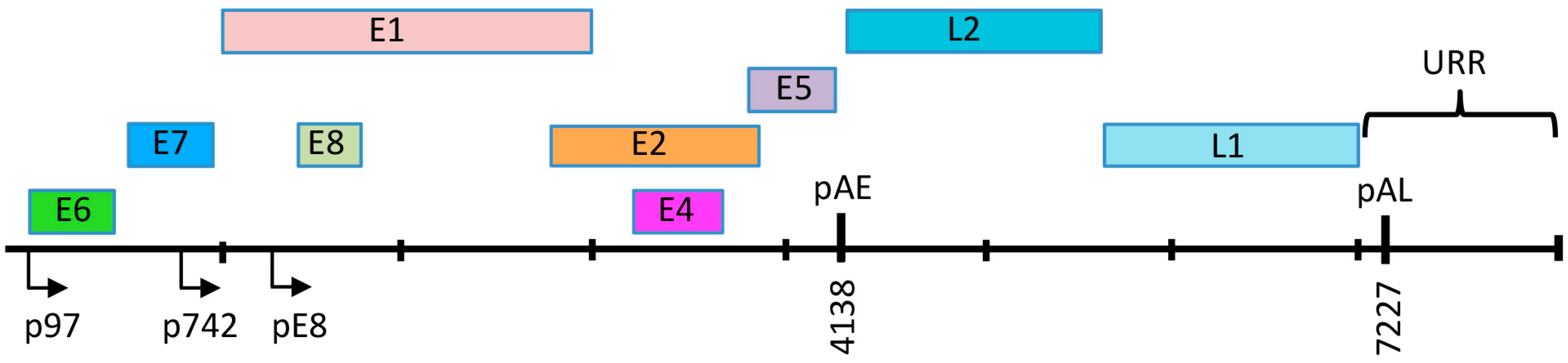 Viruses 09 00261 g002