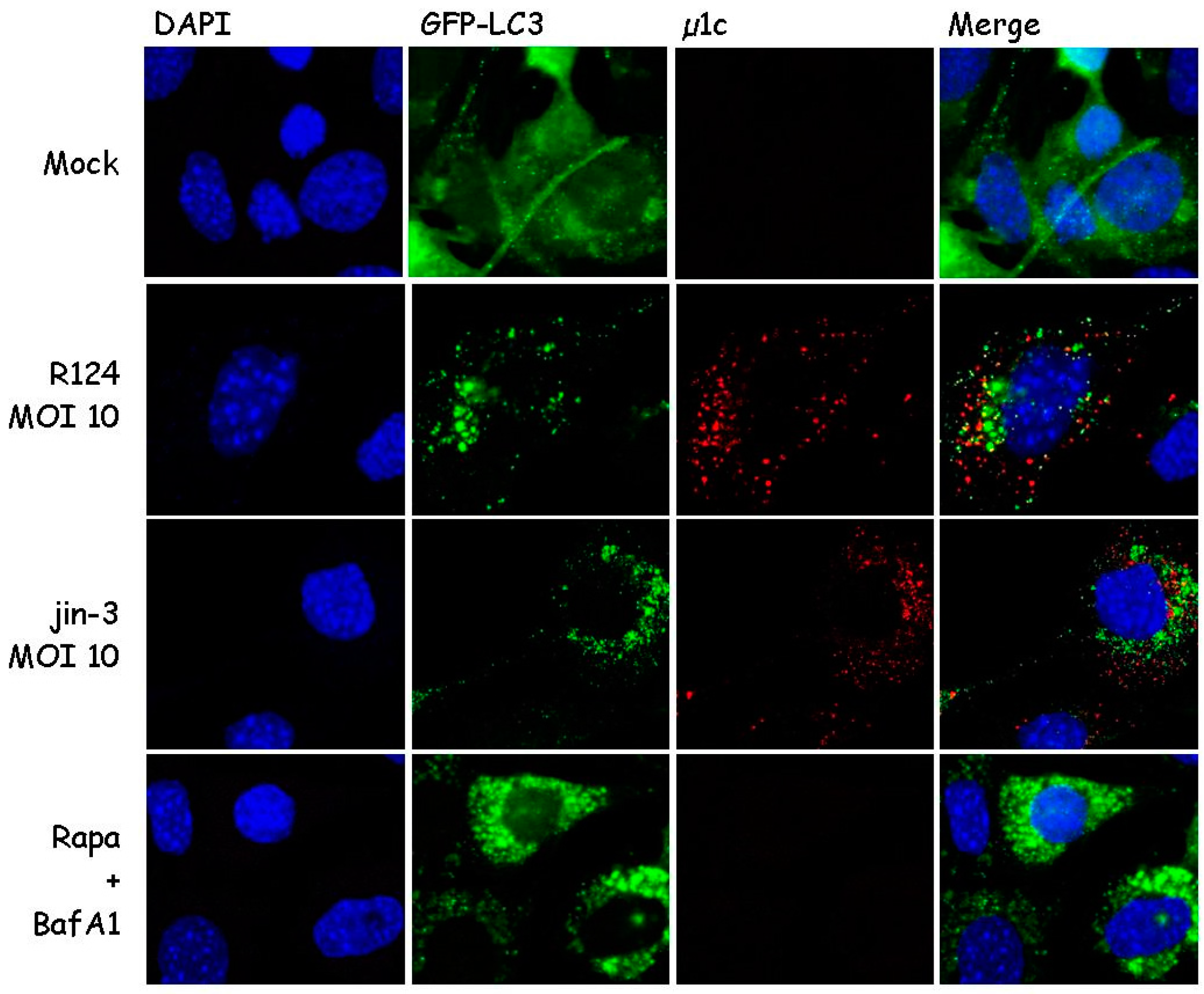Viruses 09 00266 g001 Viruses 09 00266 g001