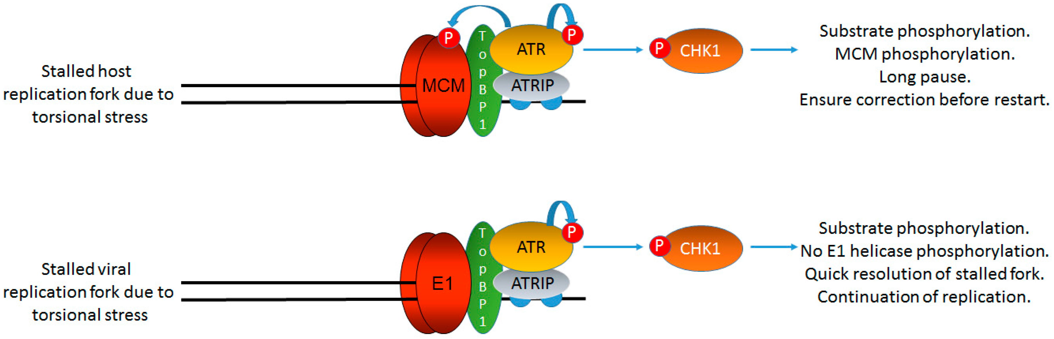 Viruses 09 00268 g004