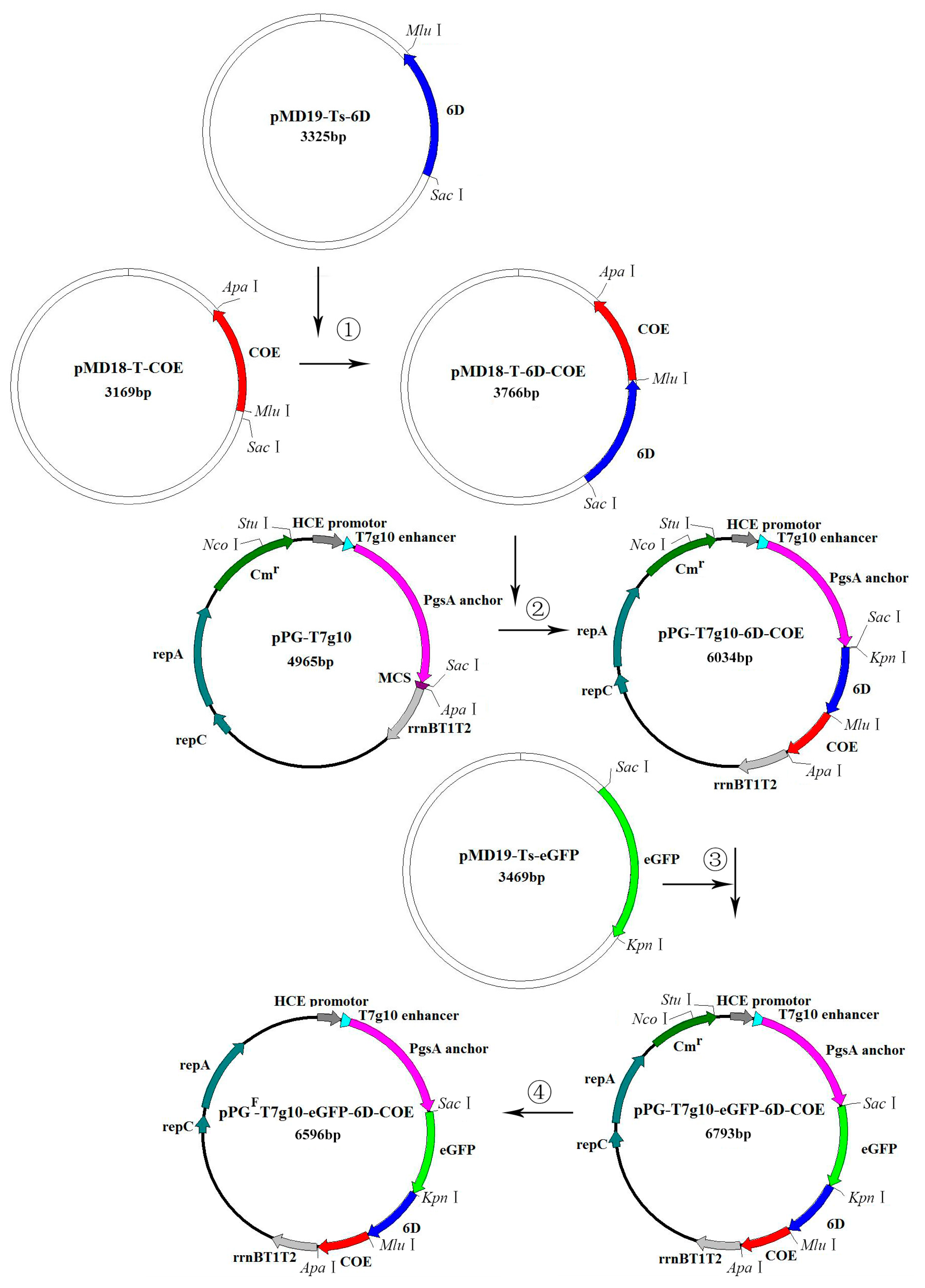 Viruses 09 00274 g001 550