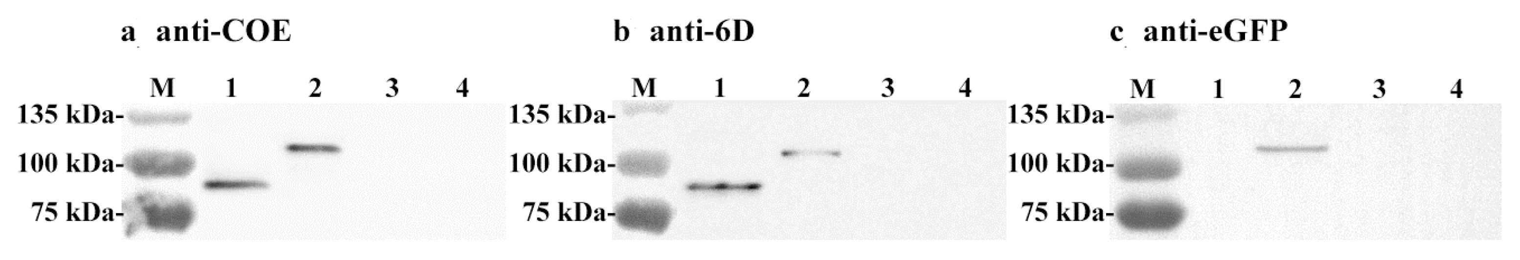 Viruses 09 00274 g003 550