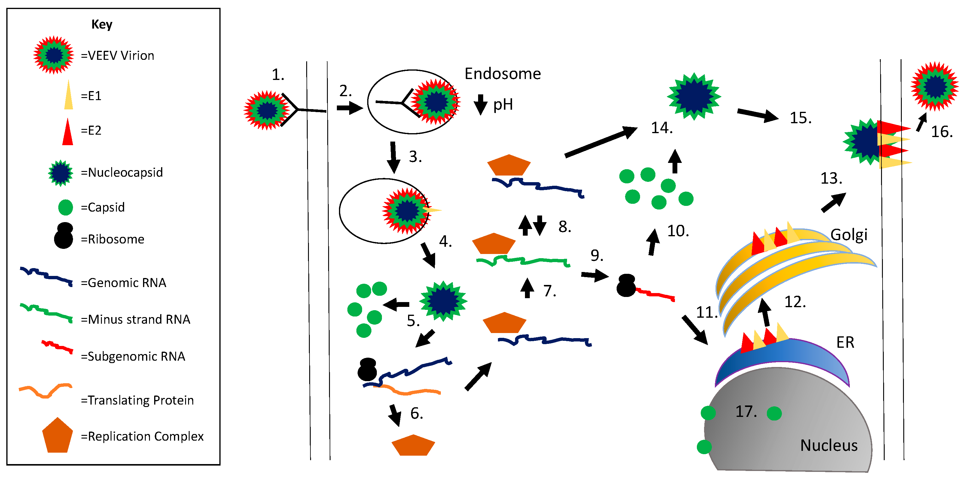 Viruses 09 00279 g001 Viruses 09 00279 g001