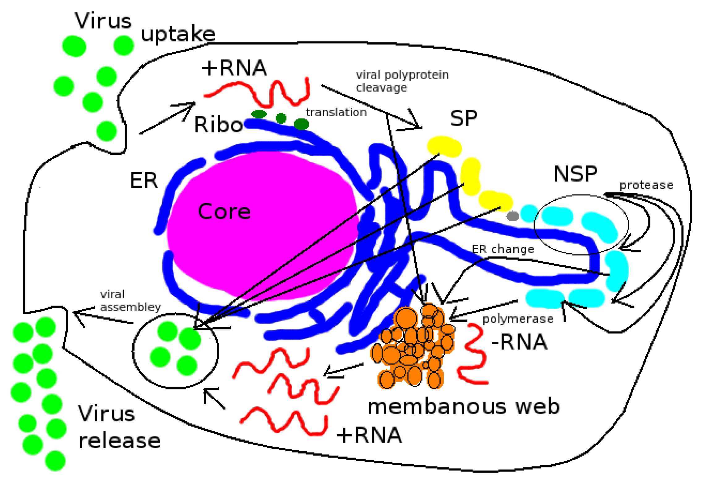 Viruses 09 00282 g001