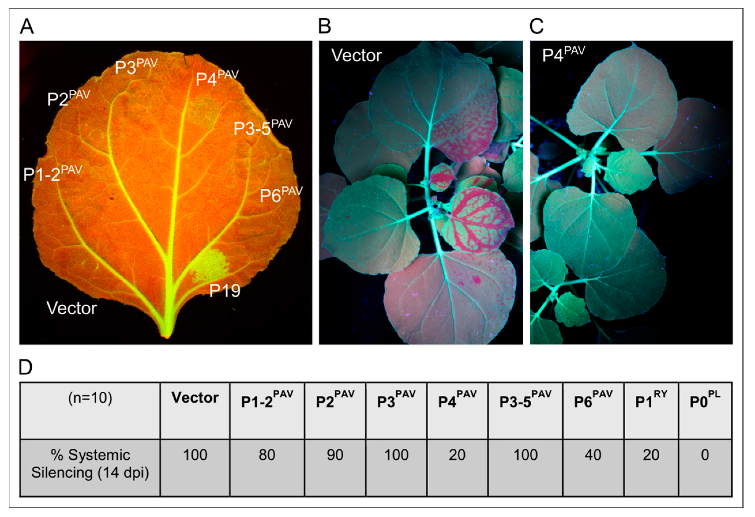 Viruses 09 00294 g002