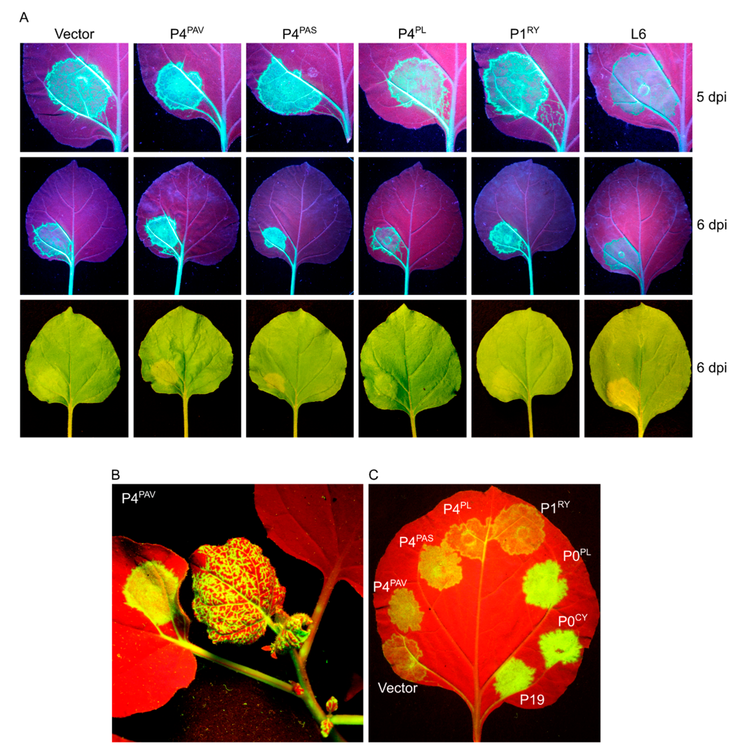 Viruses 09 00294 g007