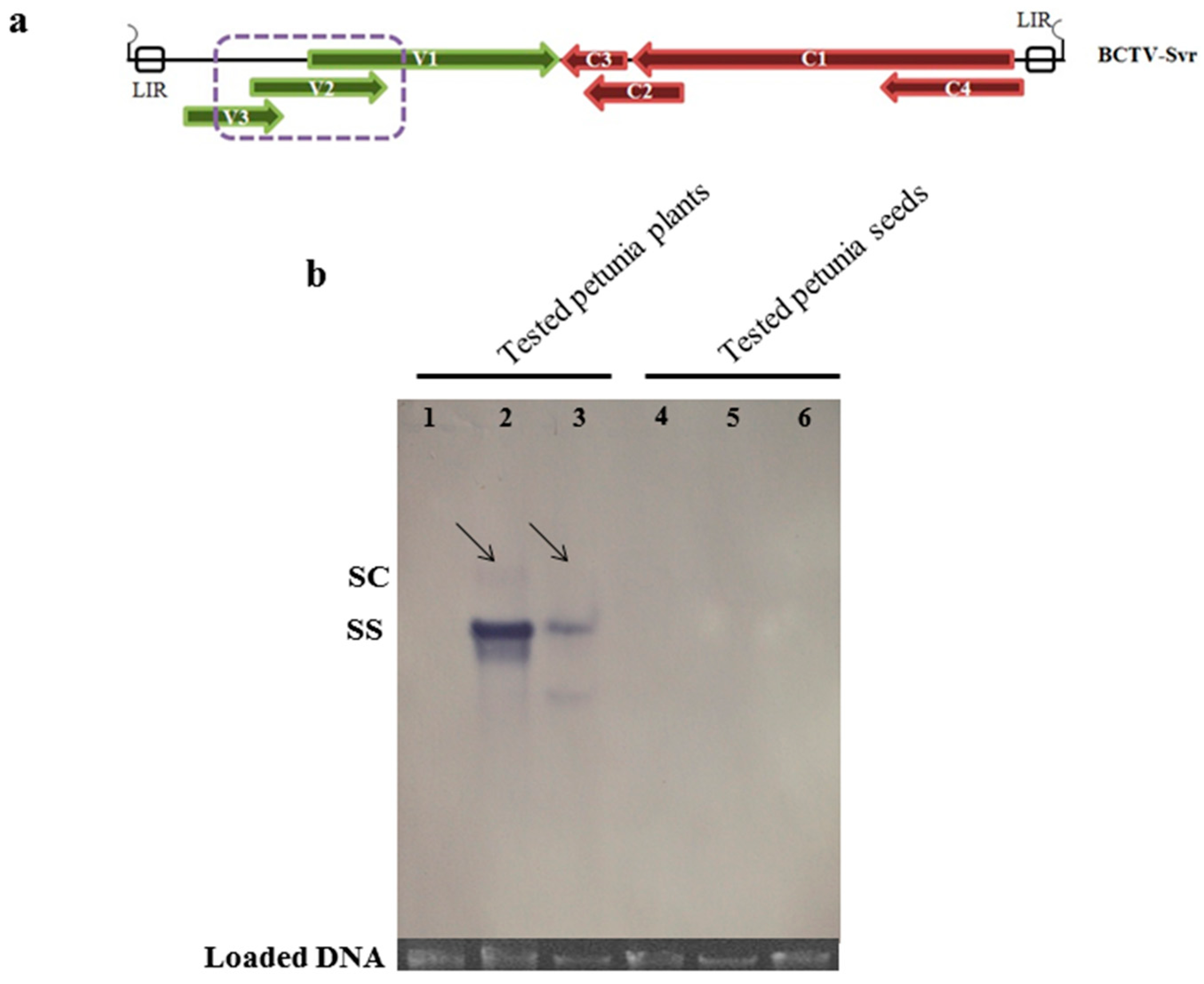 Viruses 09 00299 g005 550