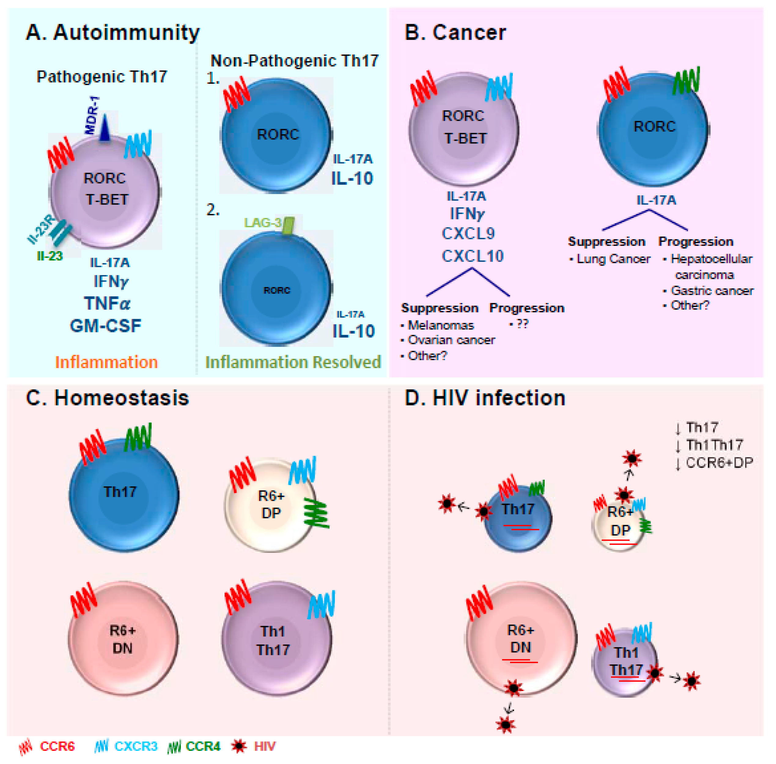 Immunization of Mice with a Live Transconjugant Shigella Hybrid Strain  Induced Th1 and Th17 Cell‐Mediated Immune Responses and Confirmed Passive  Protection Against Heterologous Shigellae - Nag - 2016 - Scandinavian  Journal of