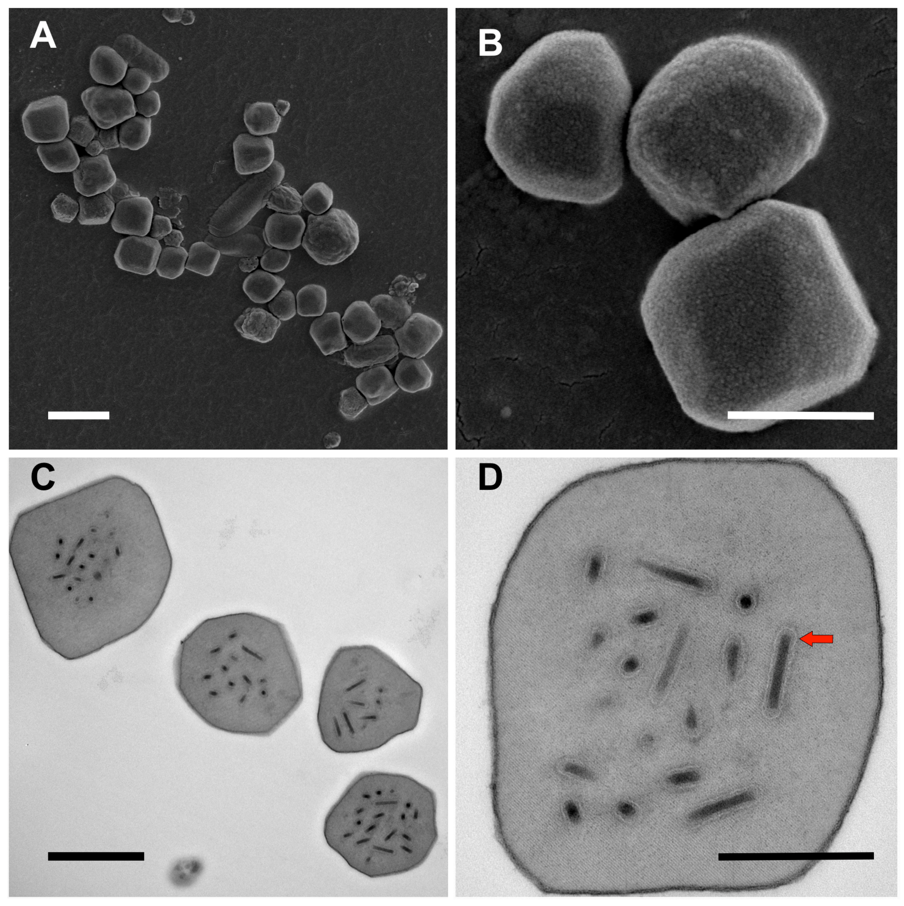 Viruses 09 00307 g001 Viruses 09 00307 g001