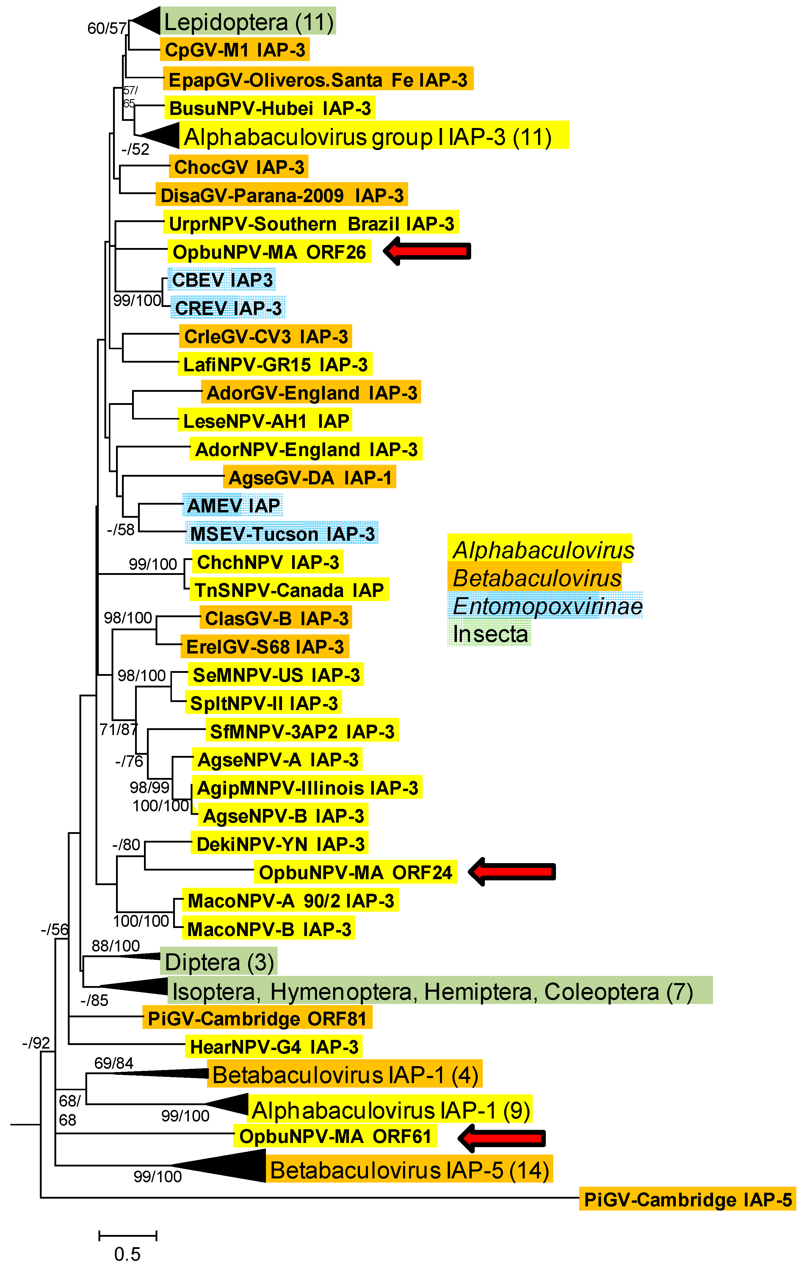 Viruses 09 00307 g005 Viruses 09 00307 g005