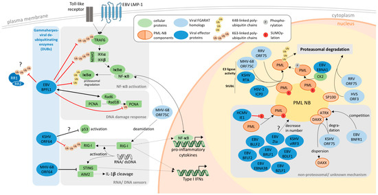 VACV evades p62 via early gene-mediated nuclear relocation. A) Incoming