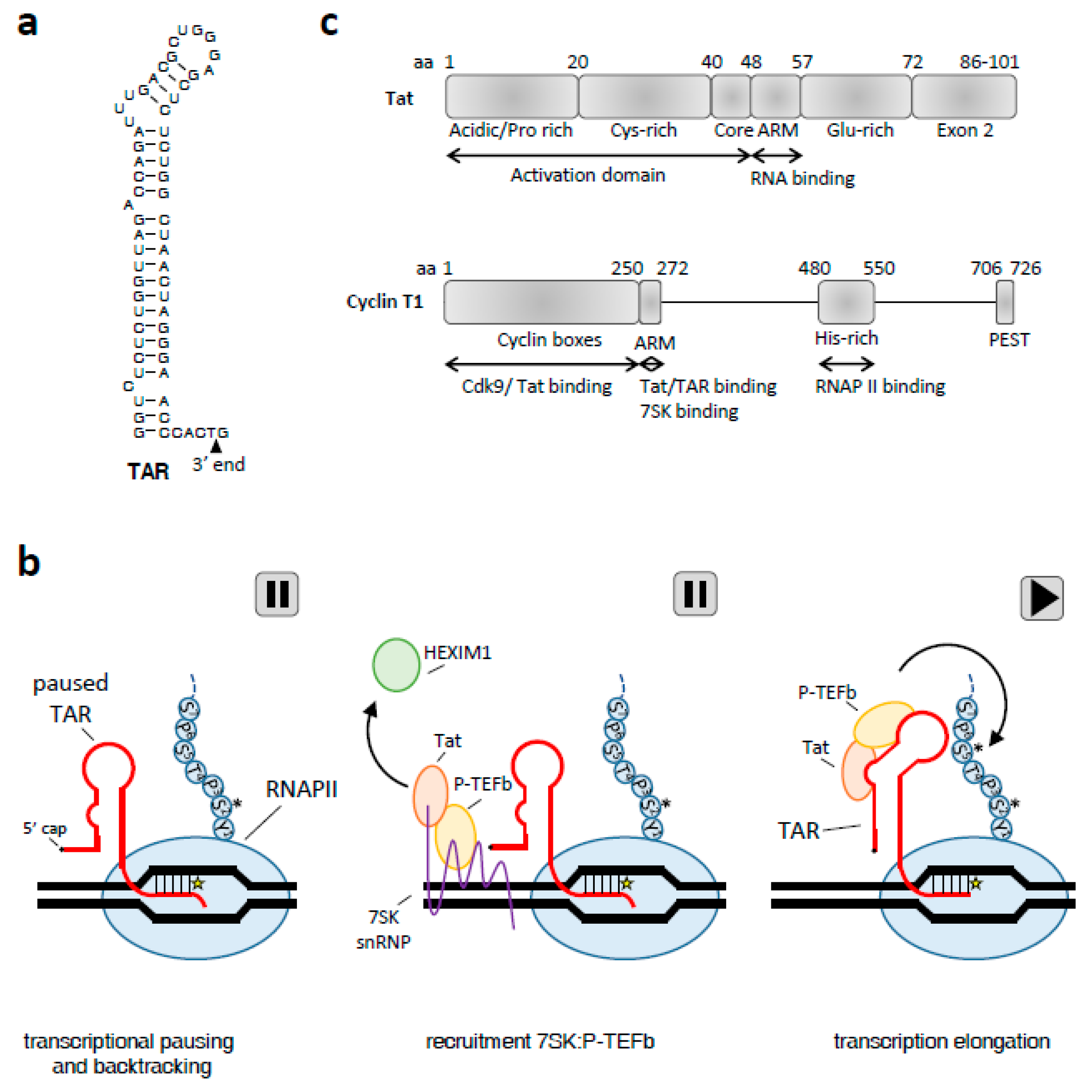 Viruses 09 00309 g003 Viruses 09 00309 g003