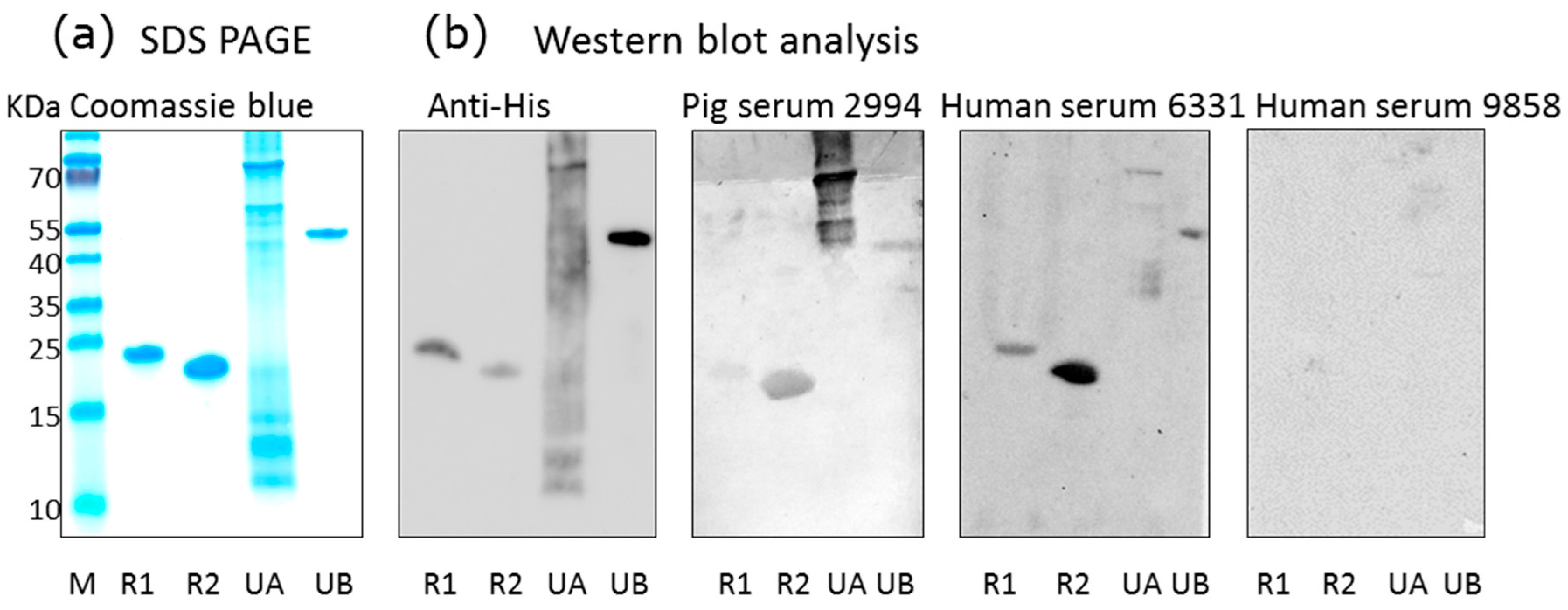 Viruses 09 00317 g001