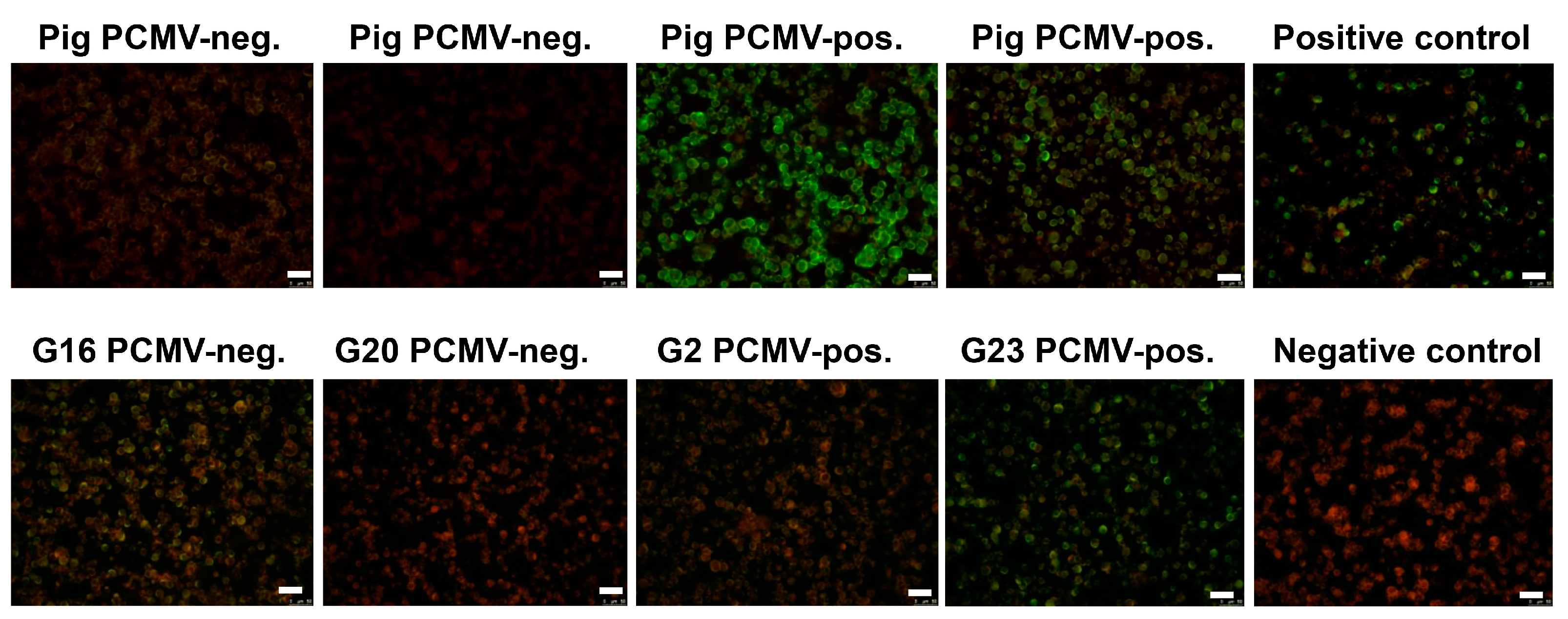 Viruses 09 00317 g005
