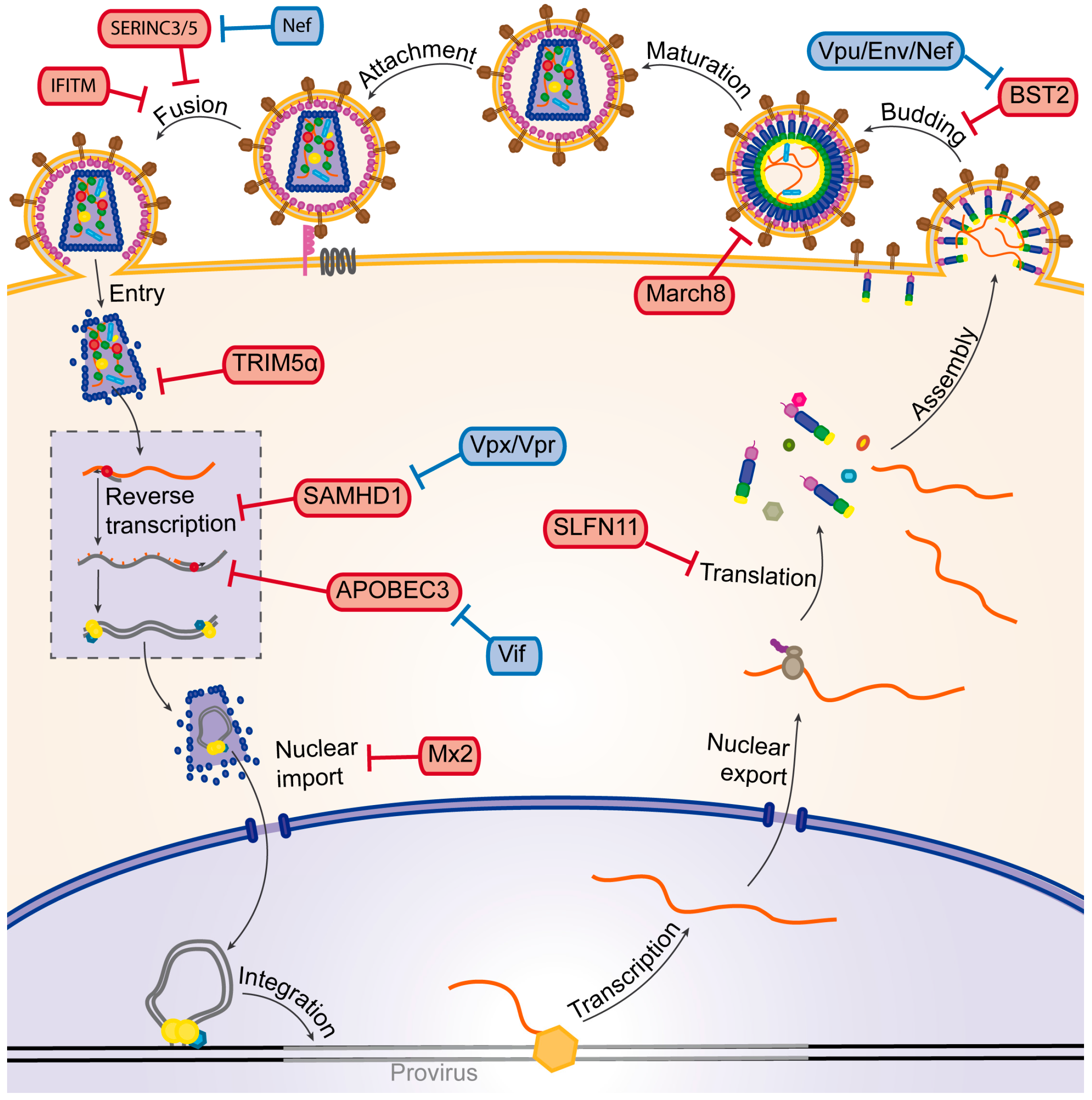 Viruses Free FullText Hijacking of the Ubiquitin/Proteasome
