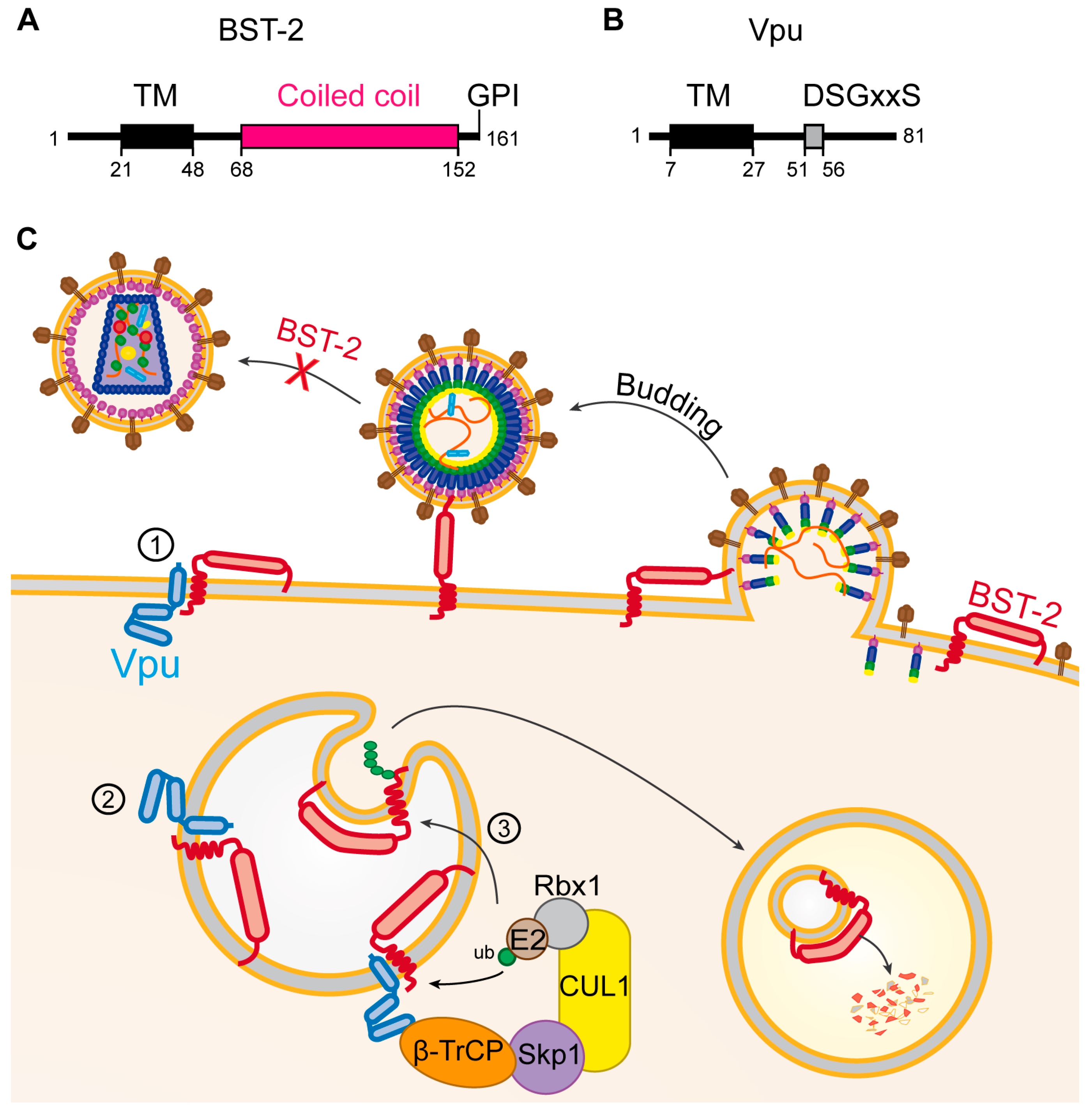 Viruses 09 00322 g006