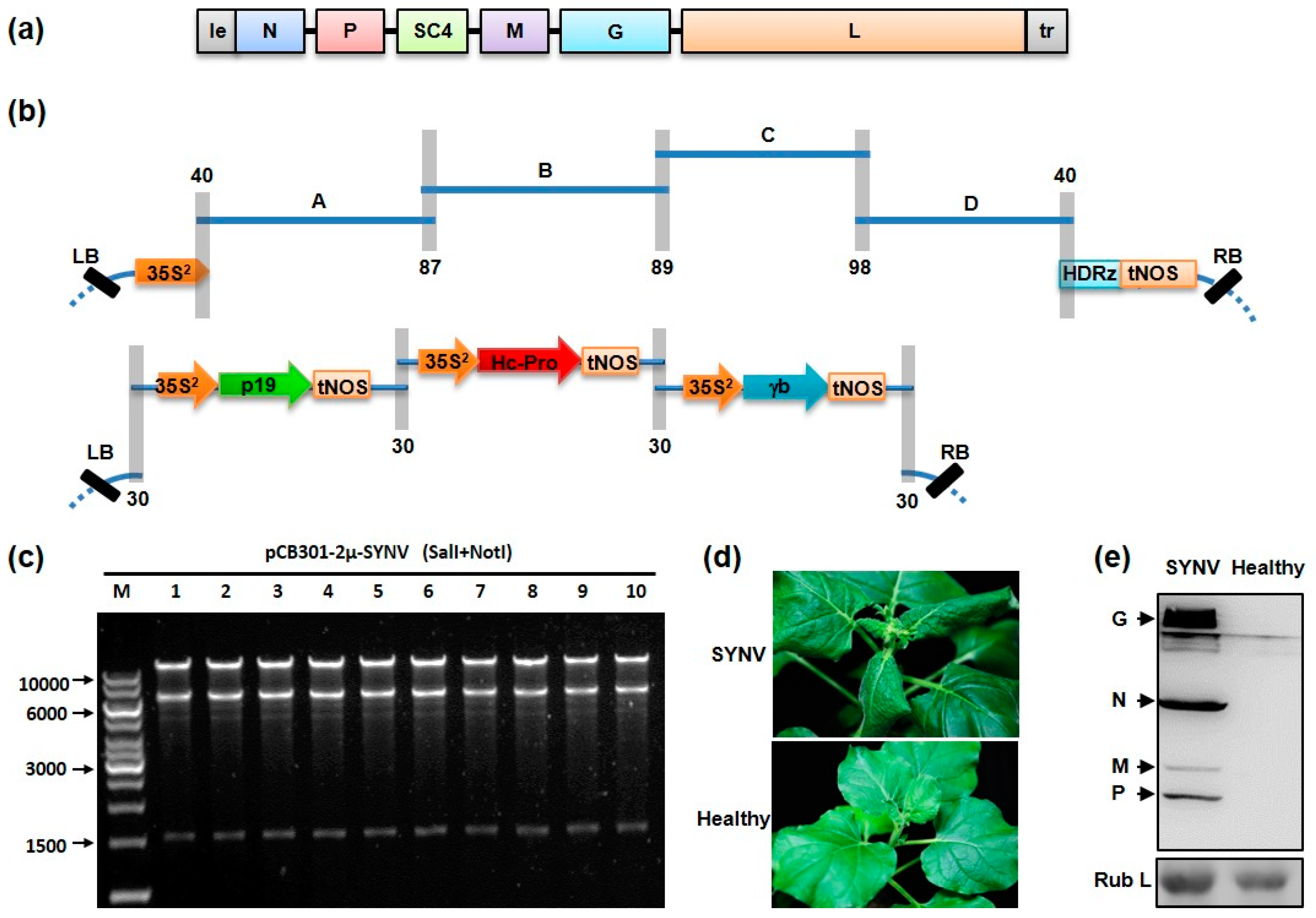 Viruses 09 00332 g002 550