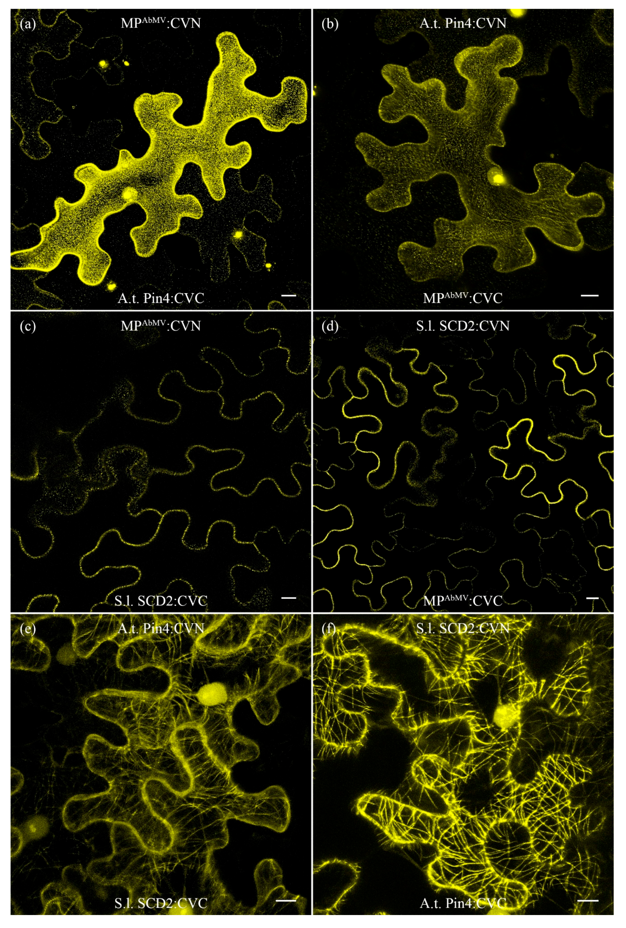 Viruses 09 00334 g007 Viruses 09 00334 g007