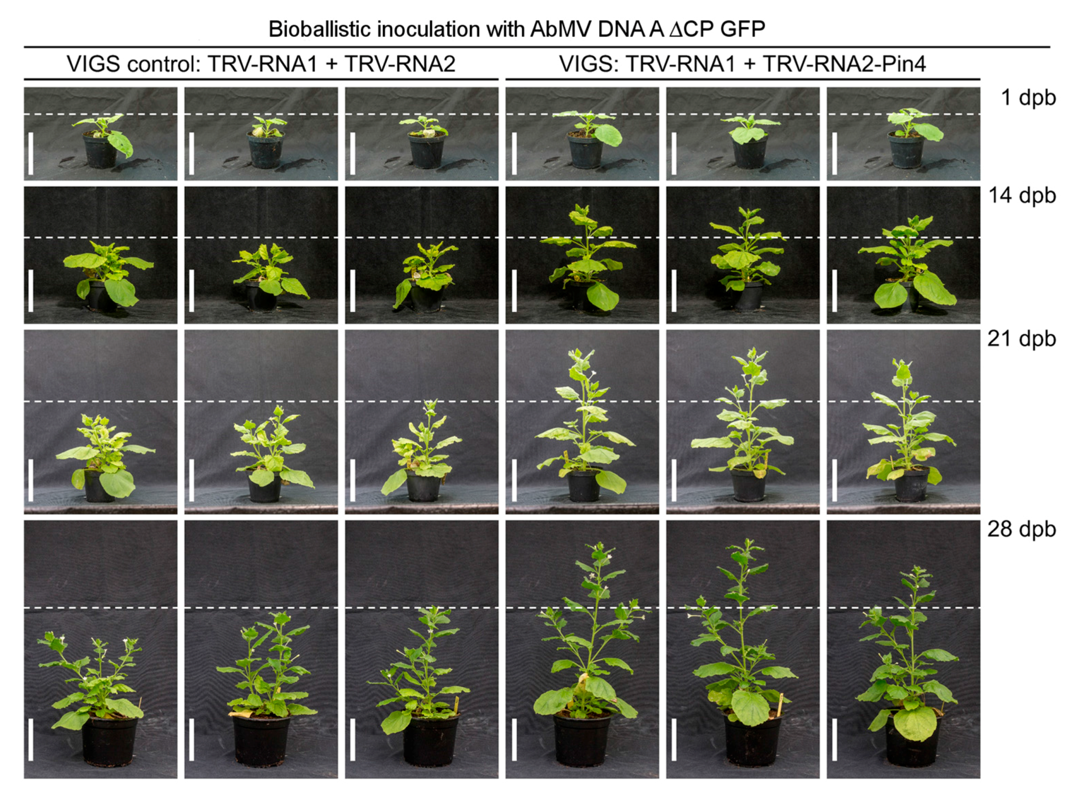 Viruses 09 00334 g008 Viruses 09 00334 g008