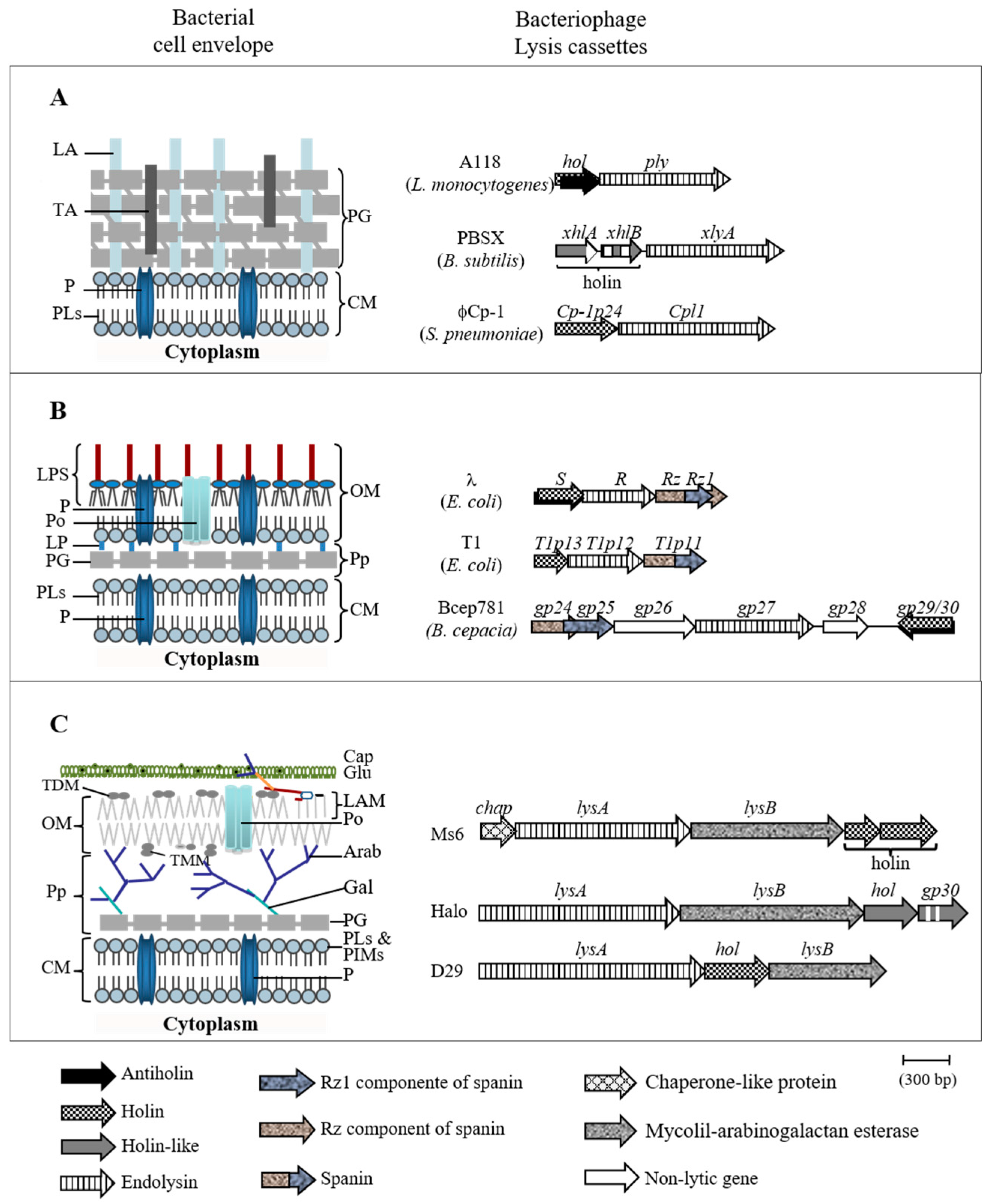 Viruses 09 00343 g001 Viruses 09 00343 g001