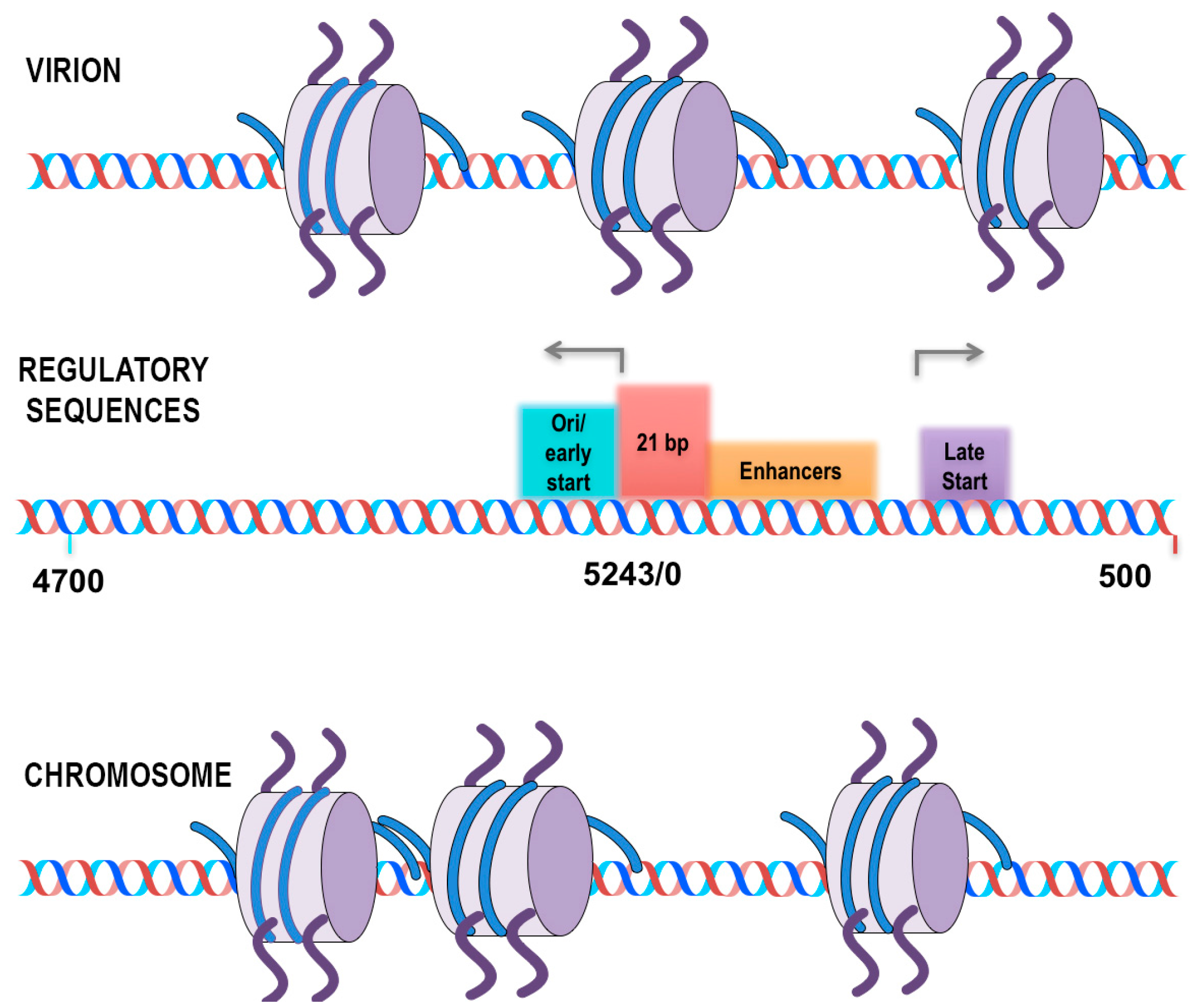 Viruses 09 00346 g001